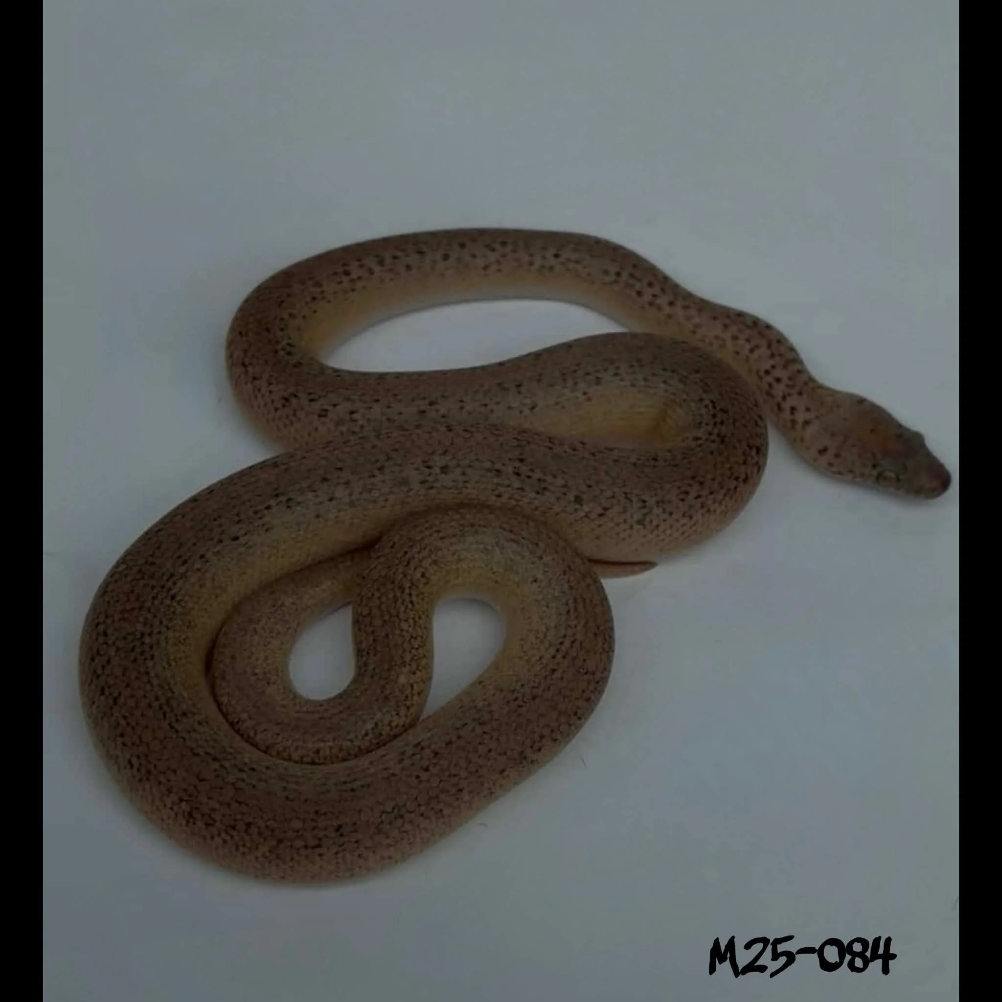 M25-084 Platinum Granite