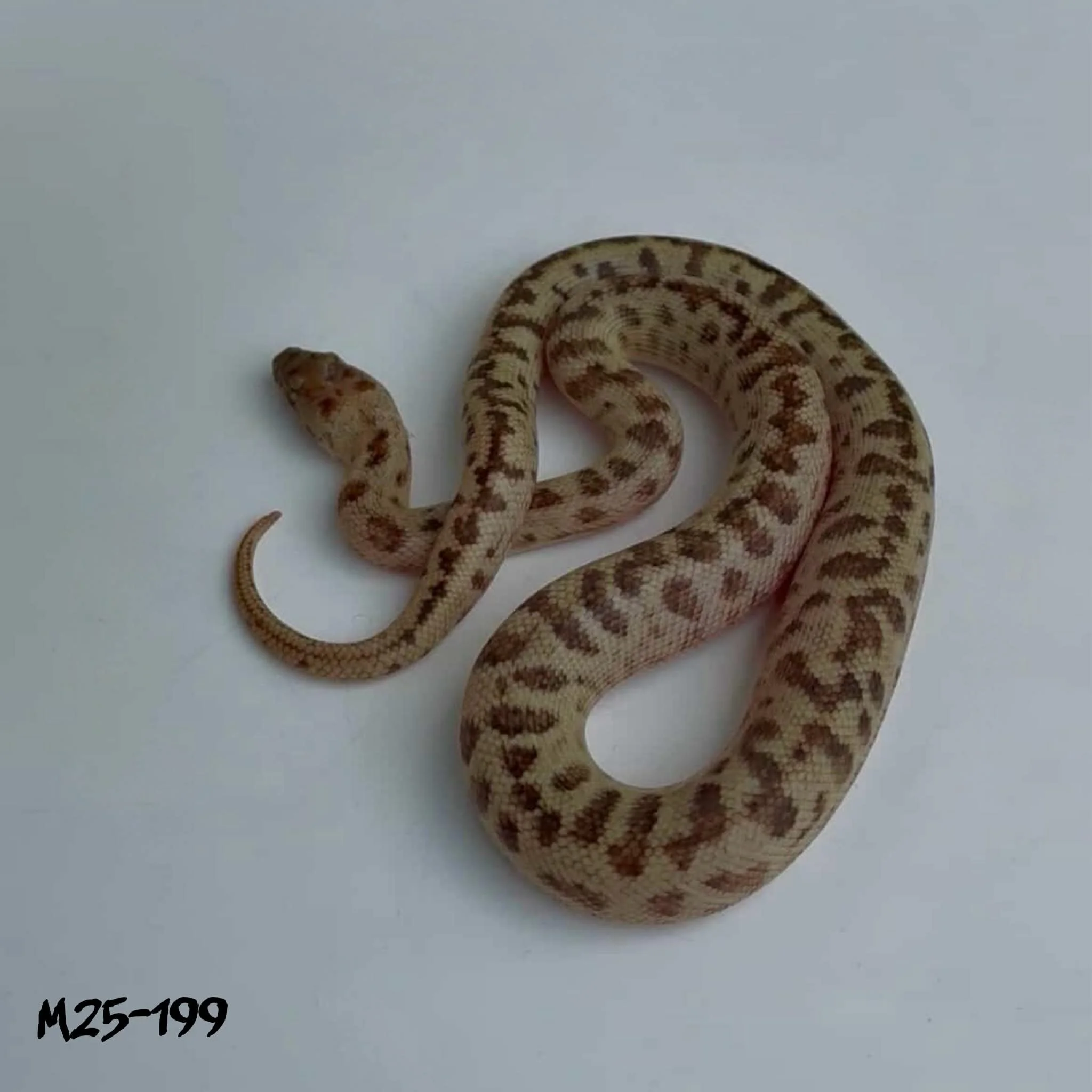 M25-199 Super Platinum (spotted python
