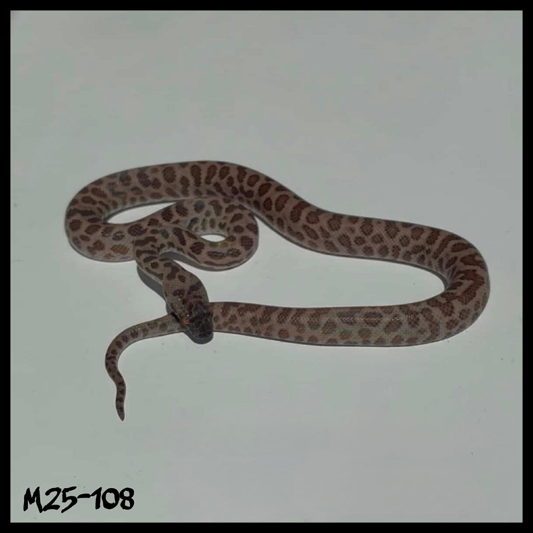 Super Leopard 50% possible Het Albino