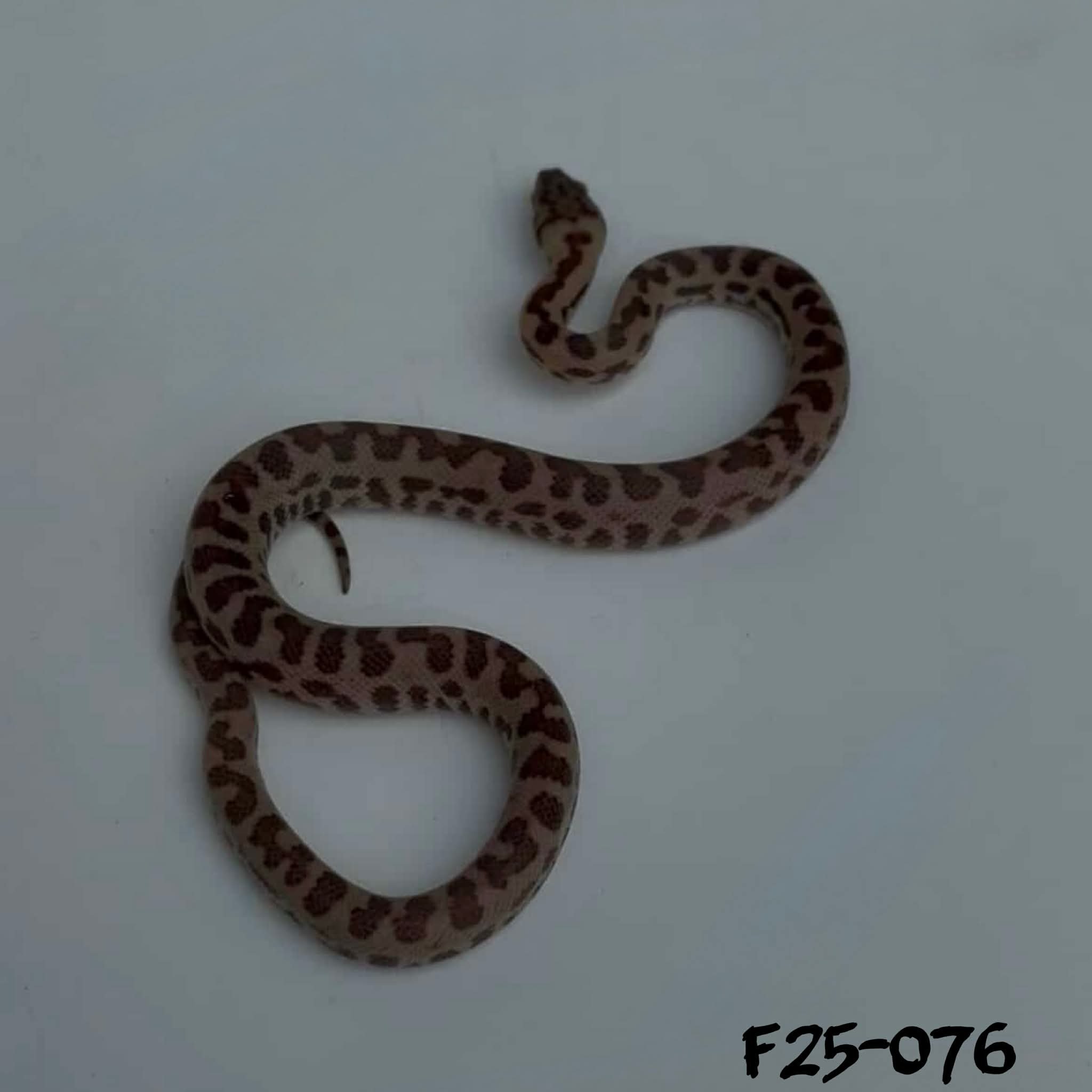 F25-076 Leopard 66% Het Albino Spotted