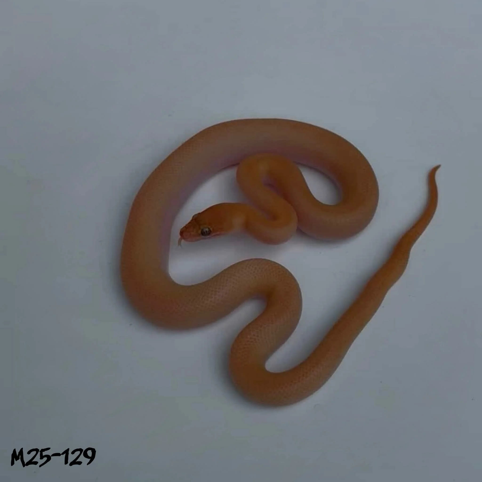 M25-129 Maple Tarble