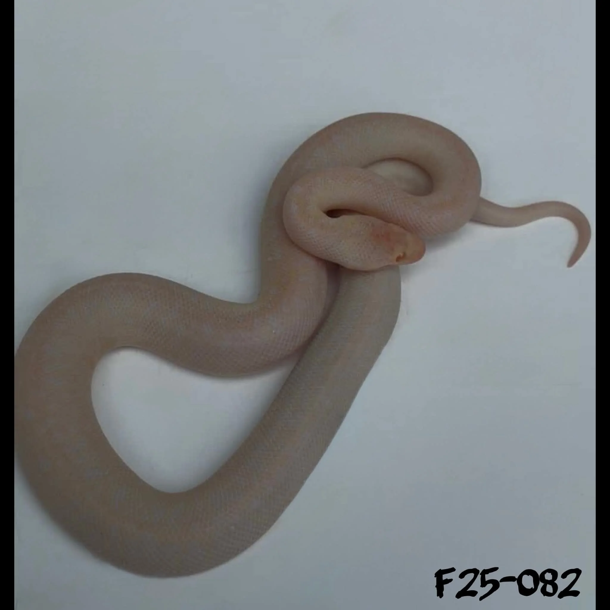 F25-082 Albino spotted