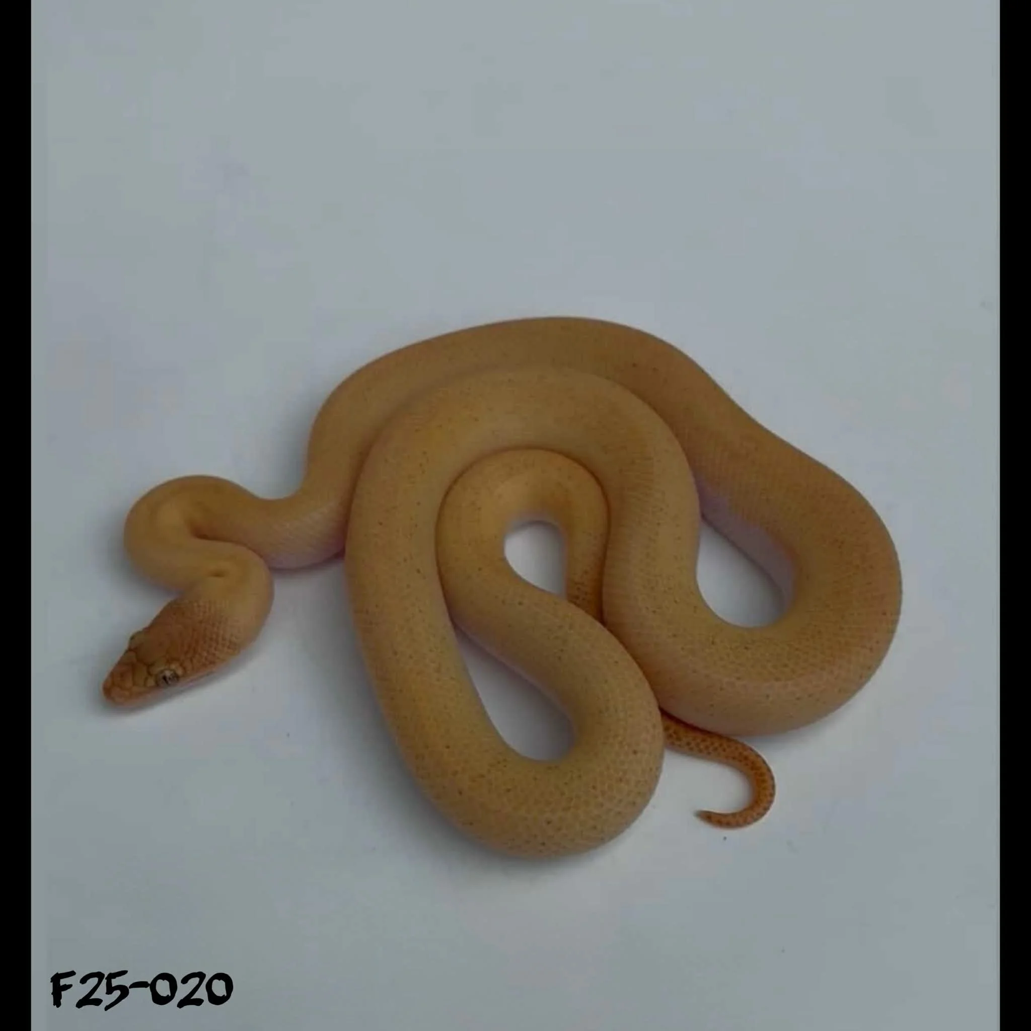 F25-020 Tarble (maple line)