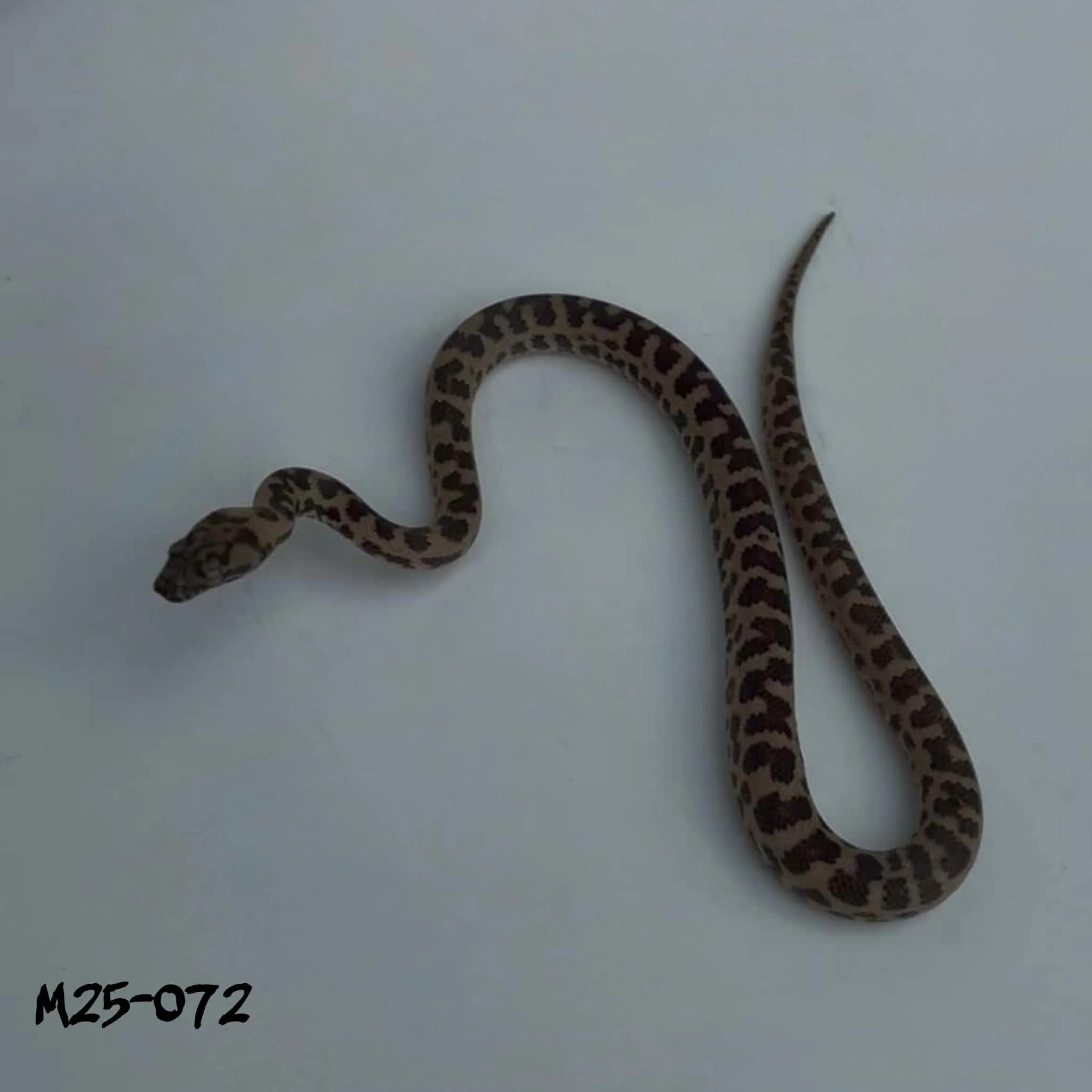 M25-072 Leopard 66% Albino Spotted