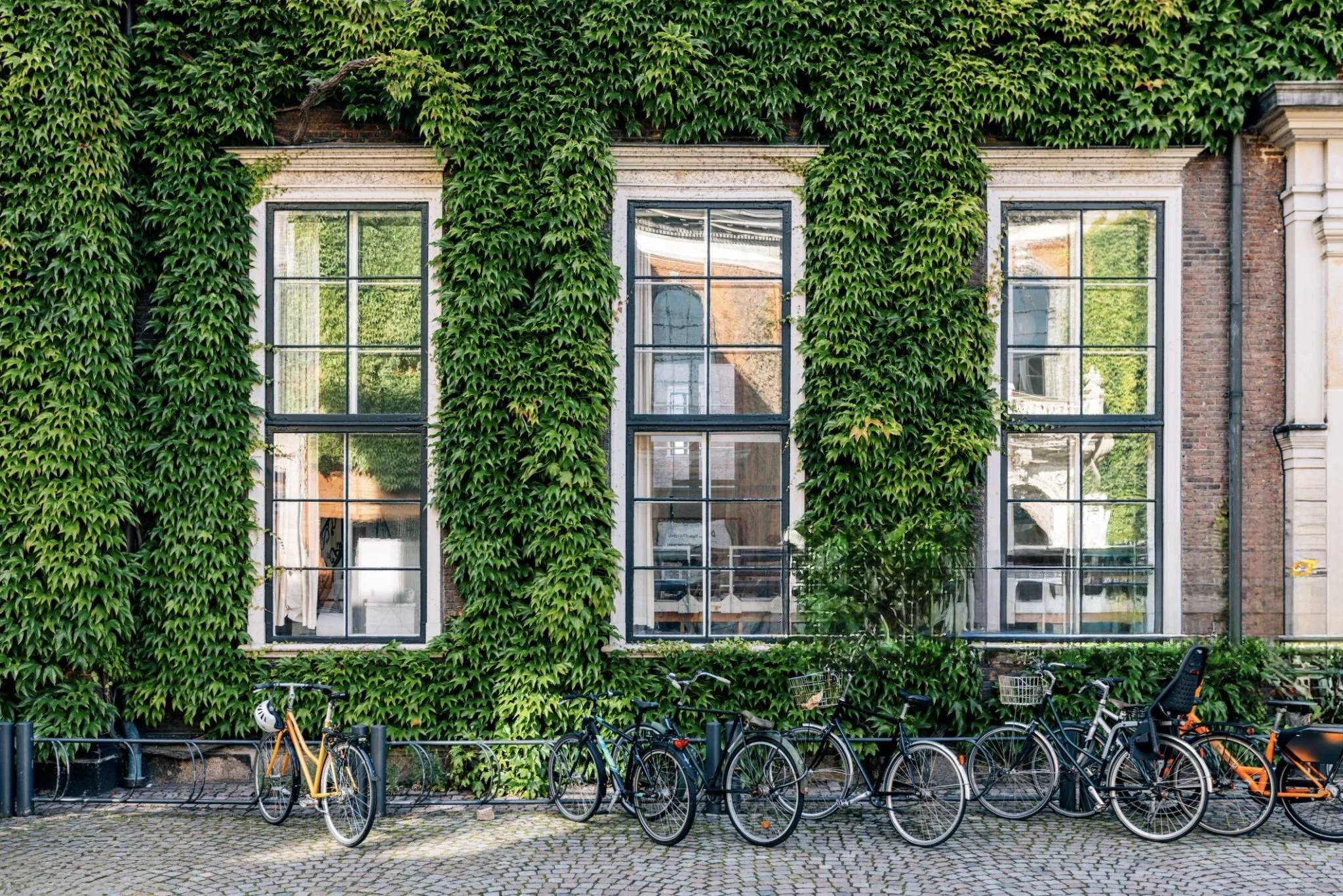 Bicycles parked in front of a building with green ivy covering the facade and large windows.