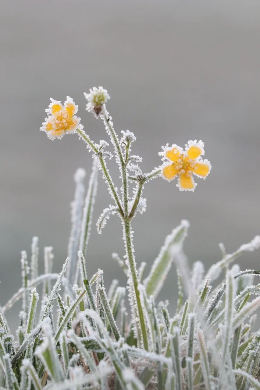 The Value of Not Suffering