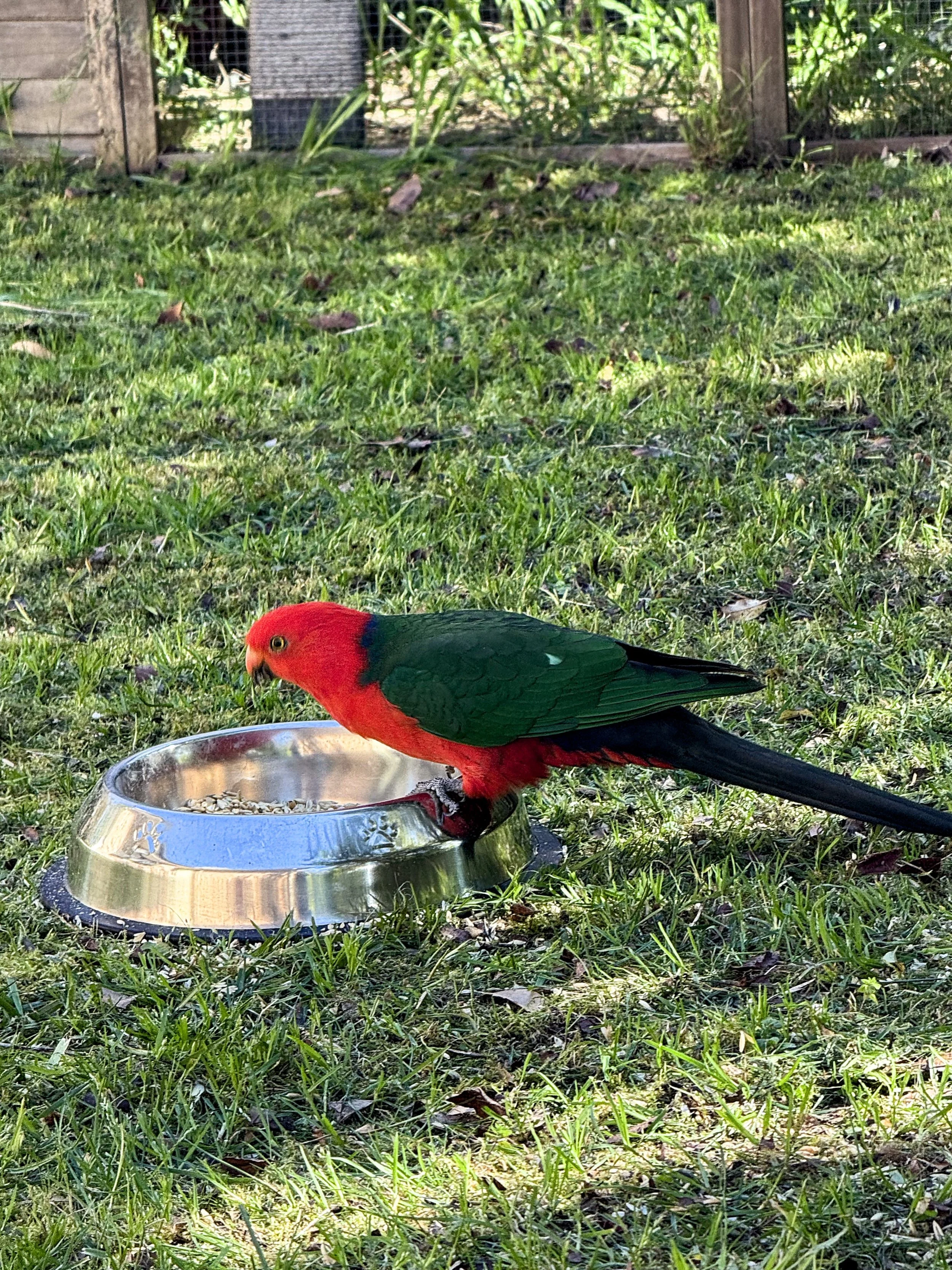 The Dog Bowl