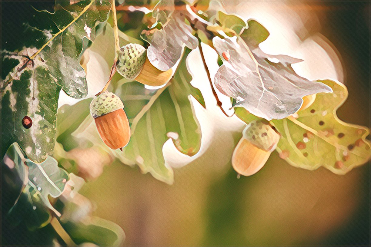 Acorn: Is It Okay to Give Up?