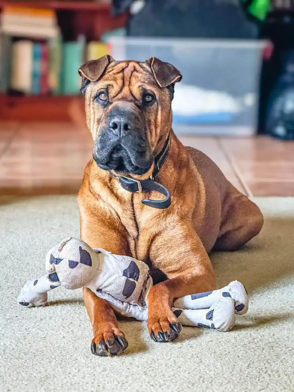 Irreplaceable Unschool Dogs and Kids