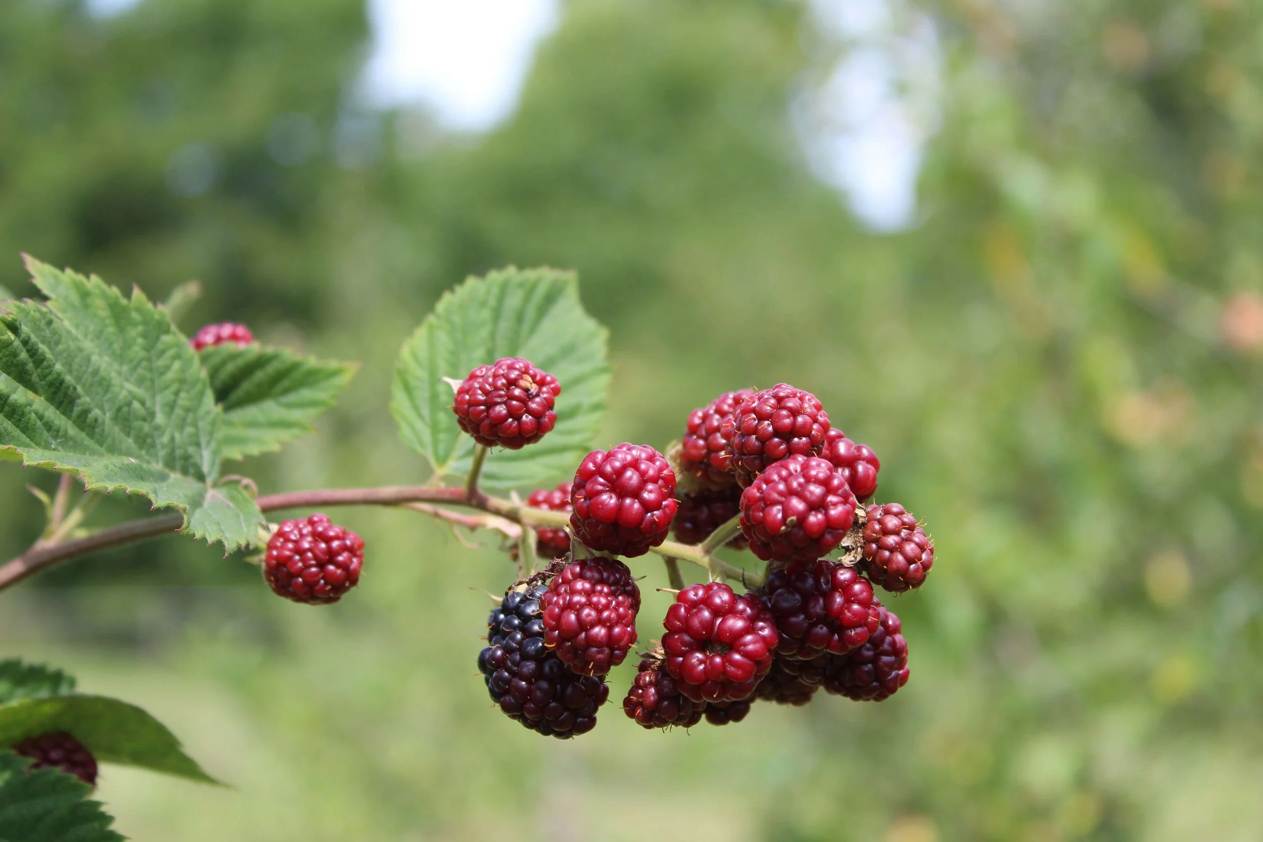 Brambles: A Place to Belong