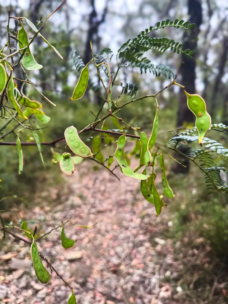 What Snakes Can Teach Us About Unschooling
