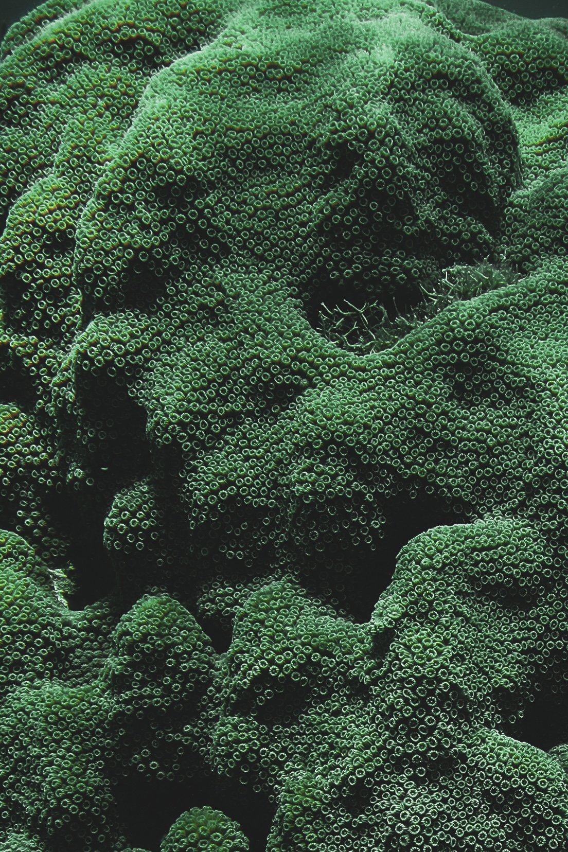 Neon Reef
