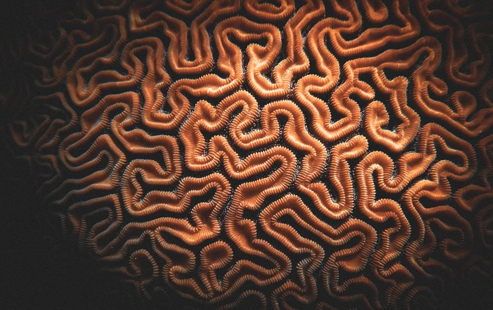 Collective Memories
