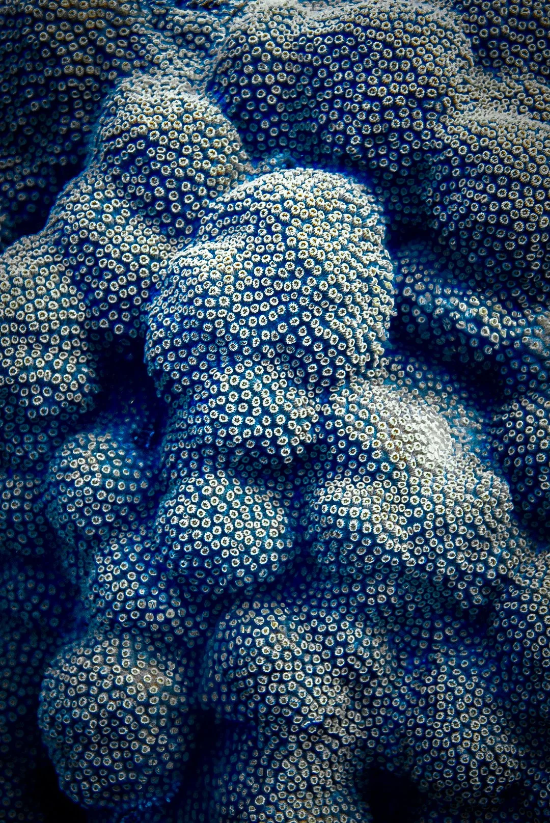 Celestial Coral