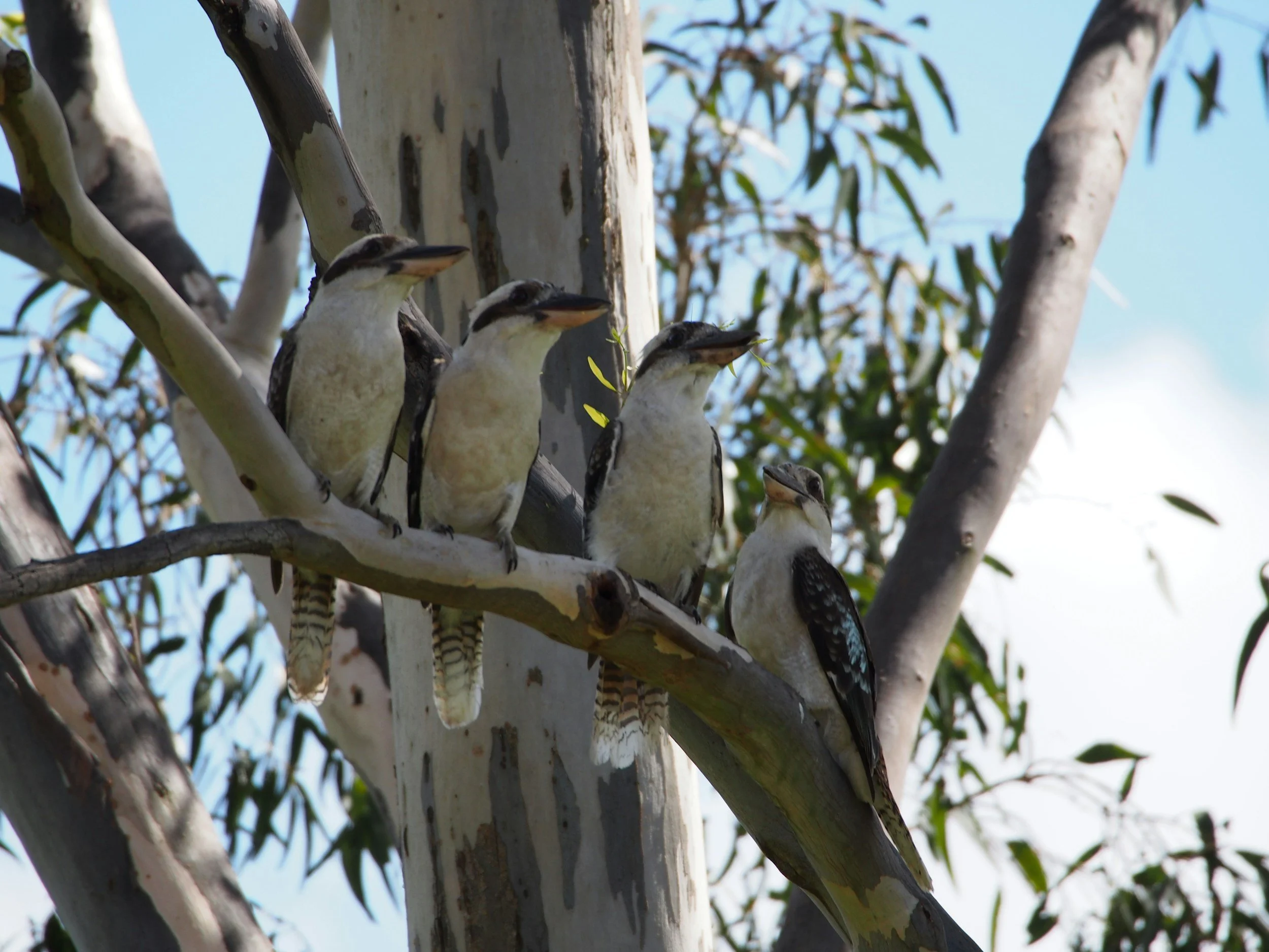 Six kookaburra birds perched on a tree branch, with a blue sky and green leaves in the background.