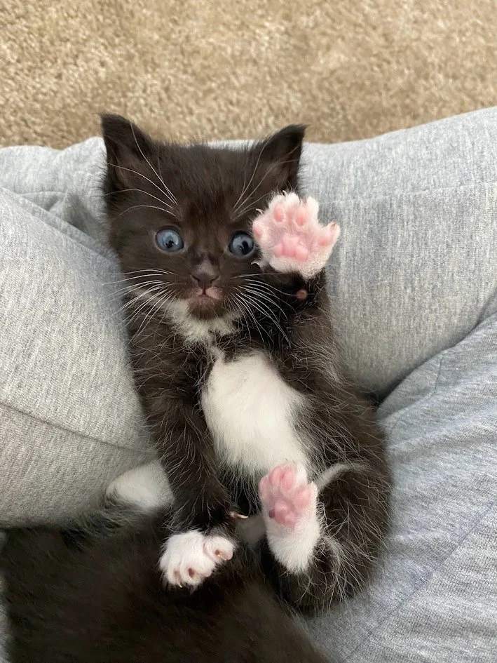 Overnight Pet Sitting