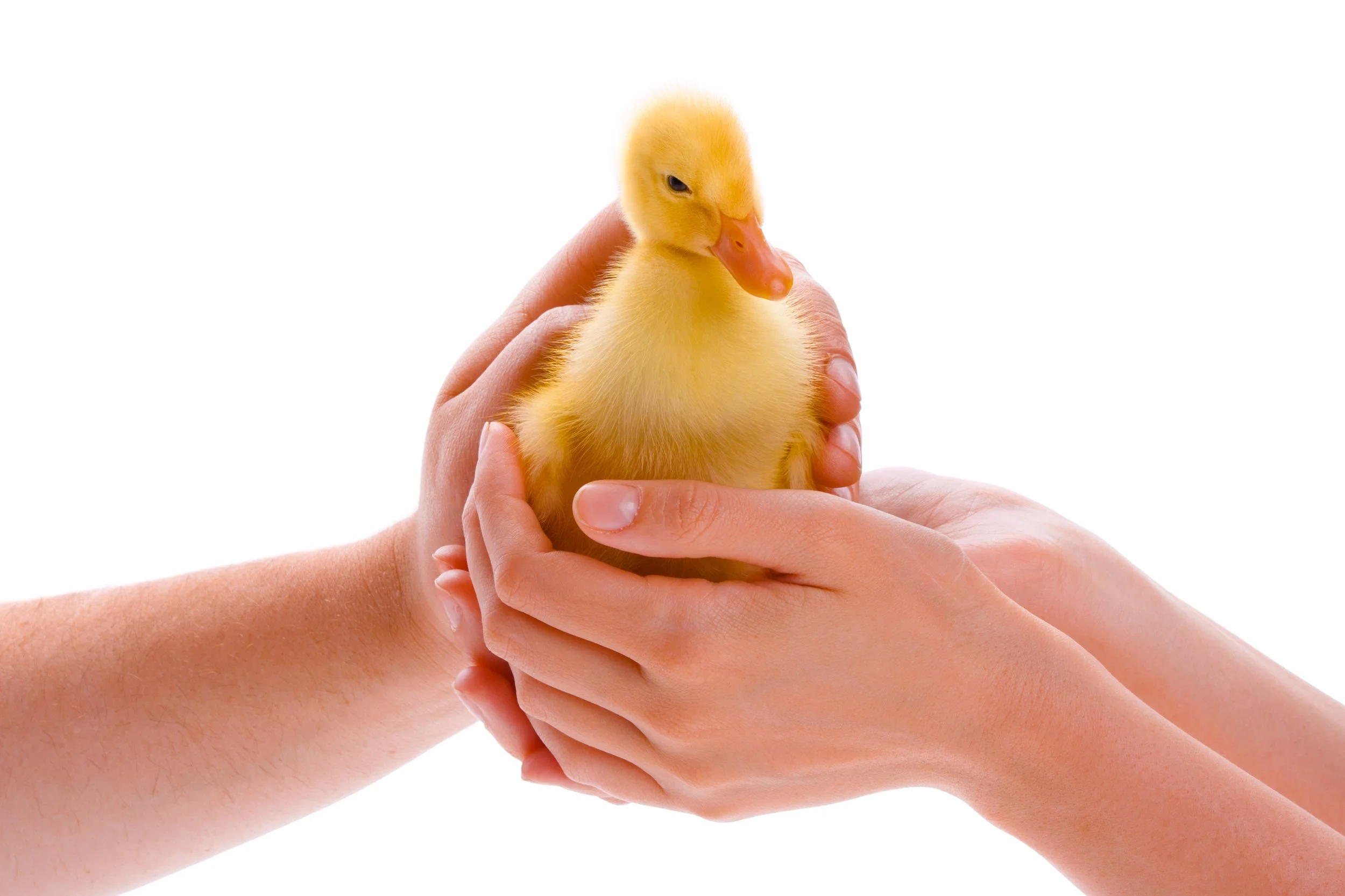 two people holding a yellow duckling
