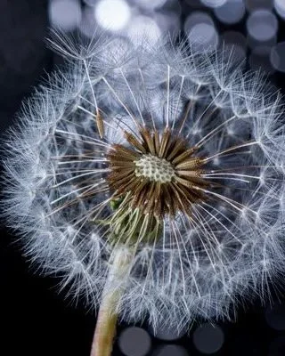 Close-up of a dandelion seed head against a dark background with bokeh lights.
