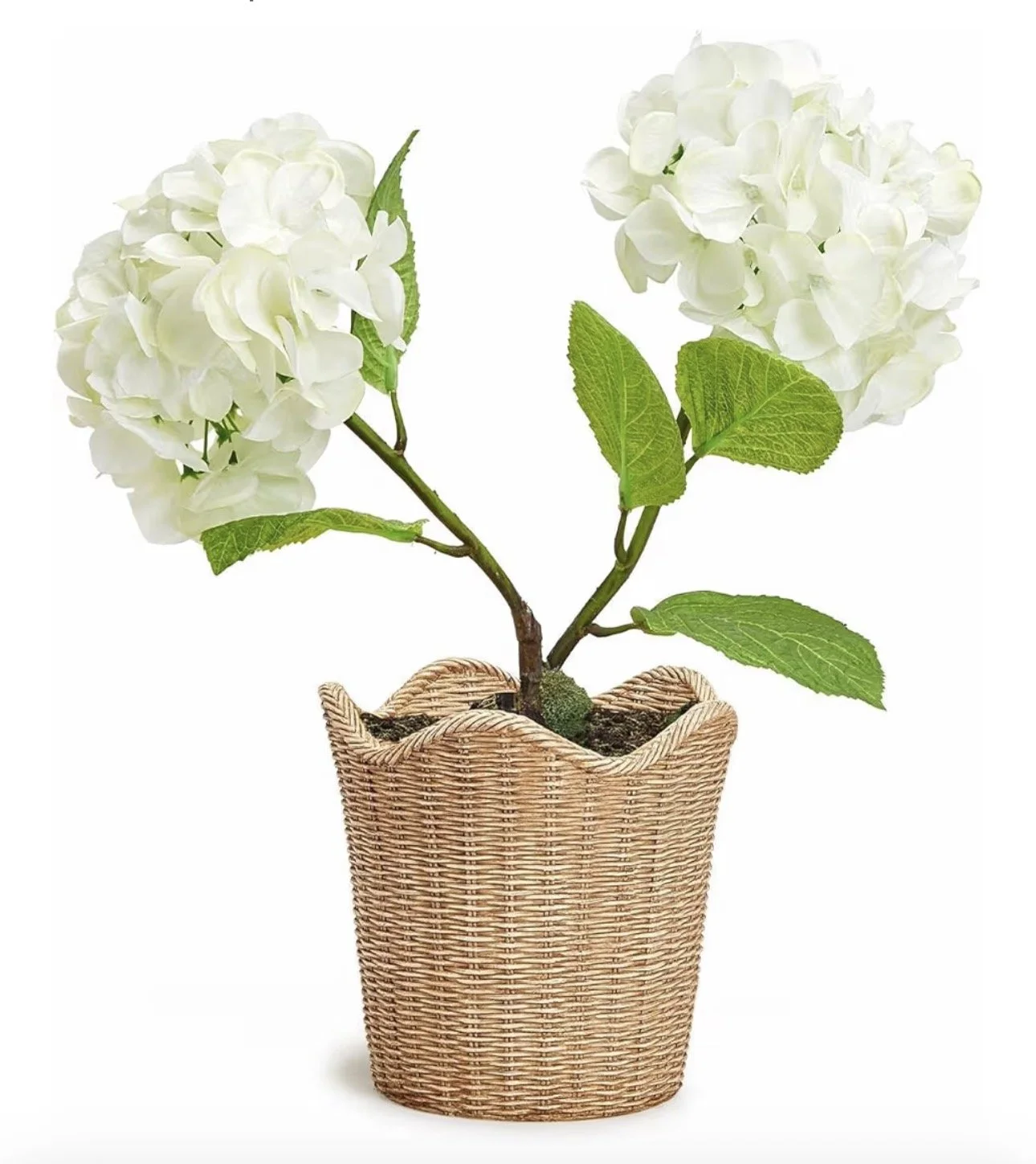 Scalloped Edge Potted Hydrangea