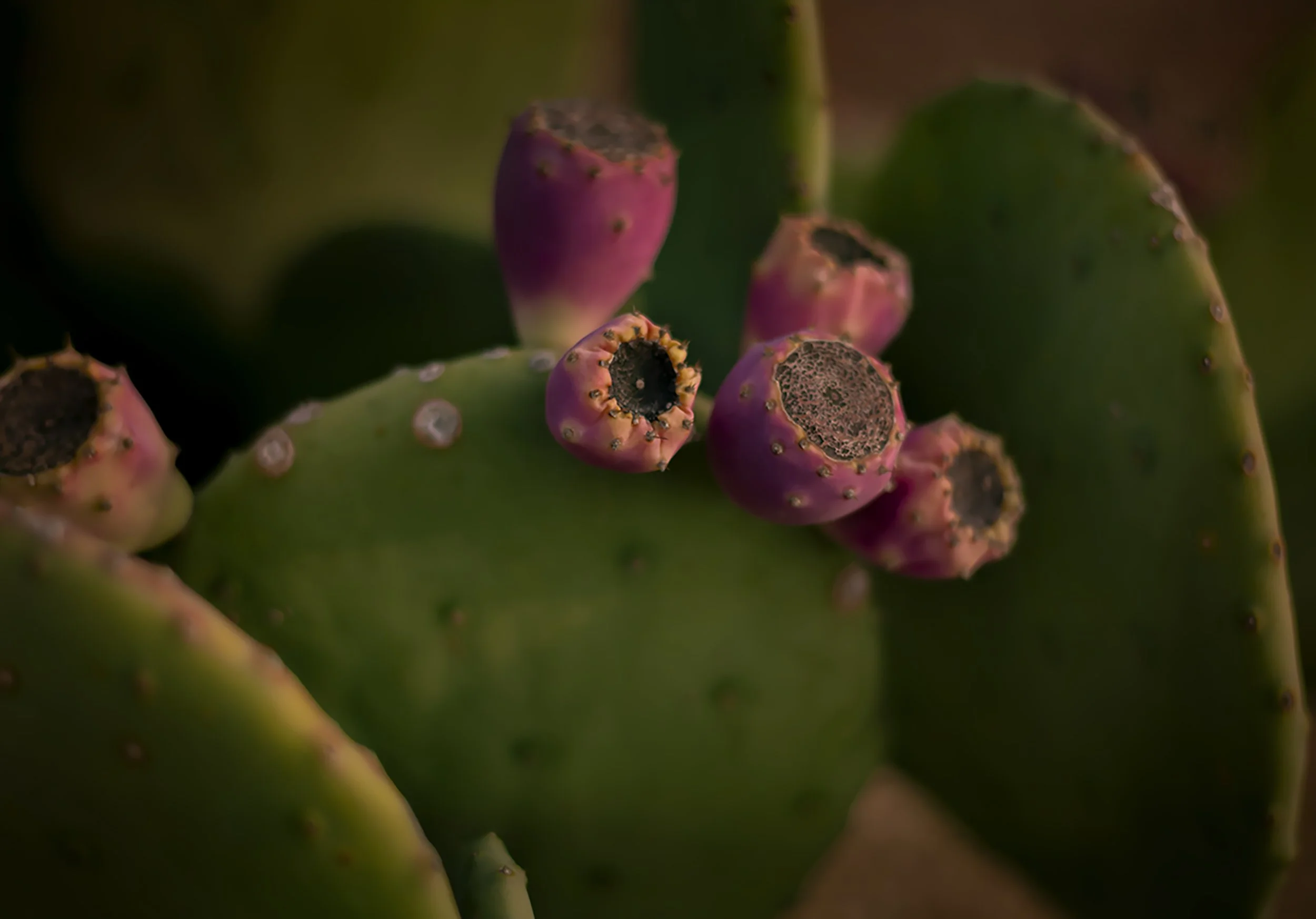 Prickly Pear — Fine Art Botanical Print
