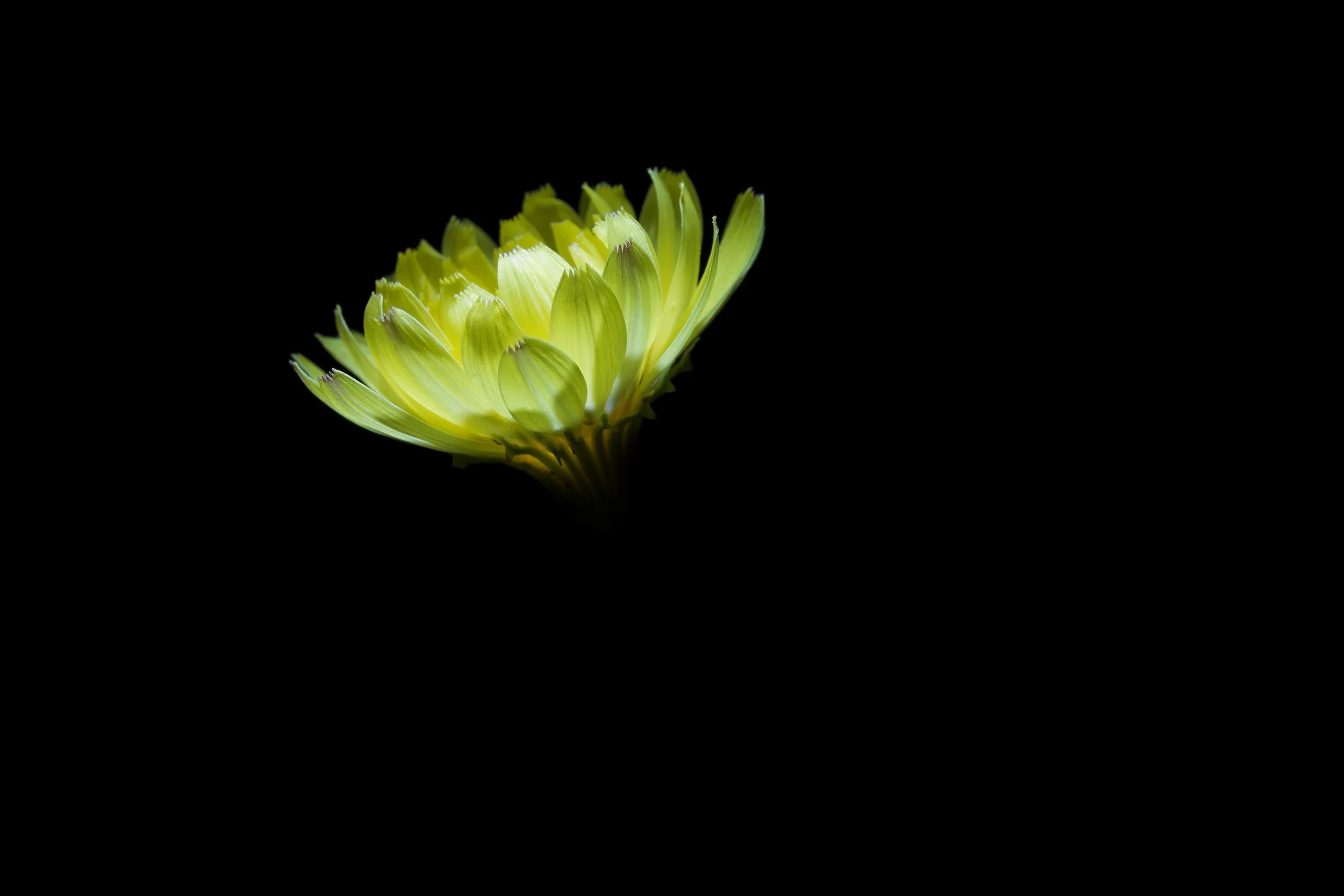 Dandelion No. 2 — Fine Art Botanical Print