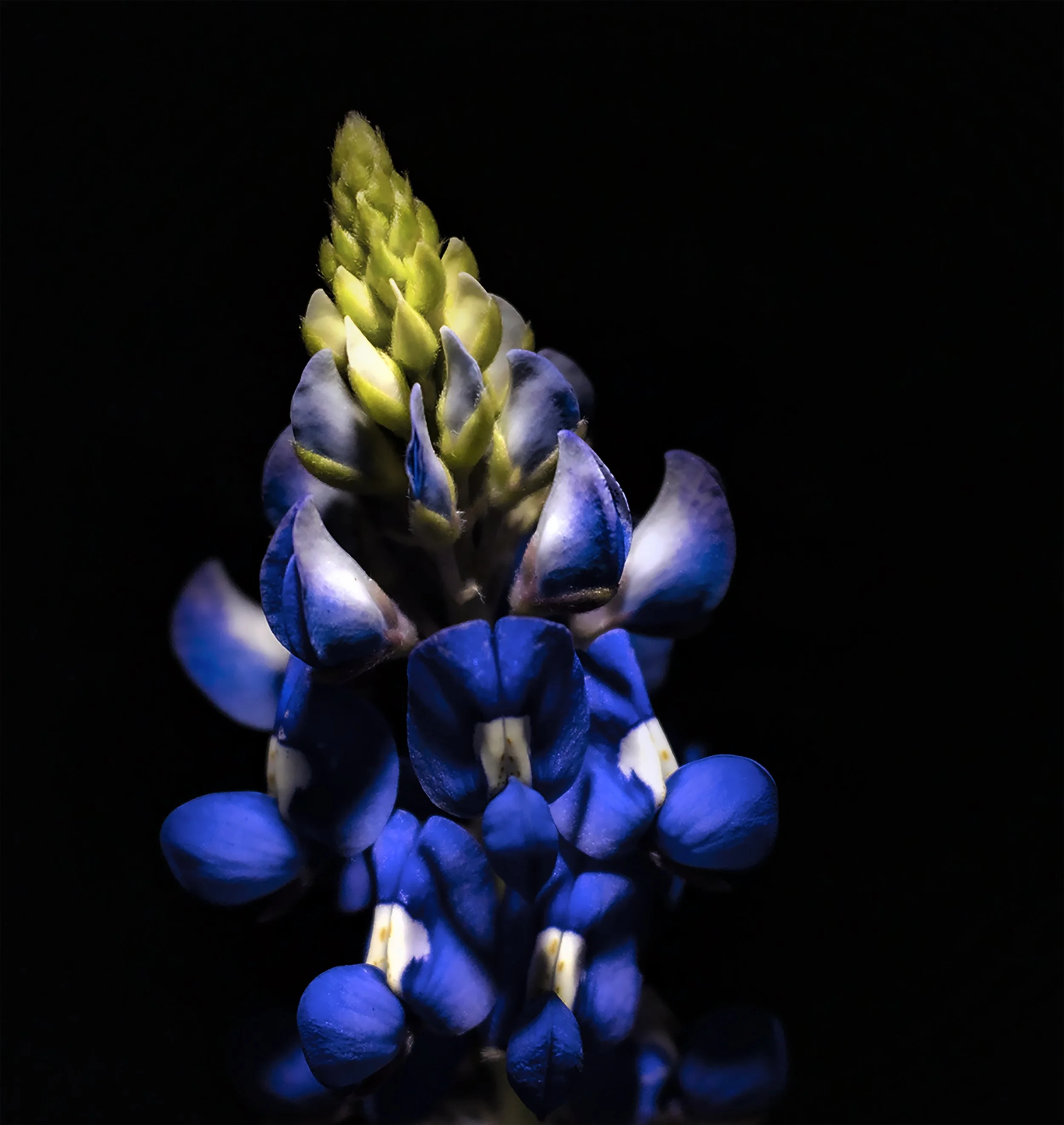 Texas Bluebonnet — Fine Art Botanical Print
