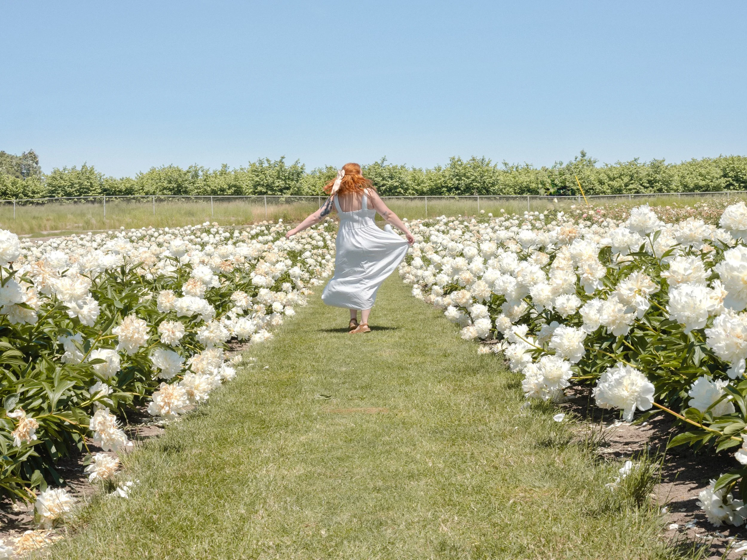 A woman in a white dress walking through a field of white flowers under a clear blue sky.