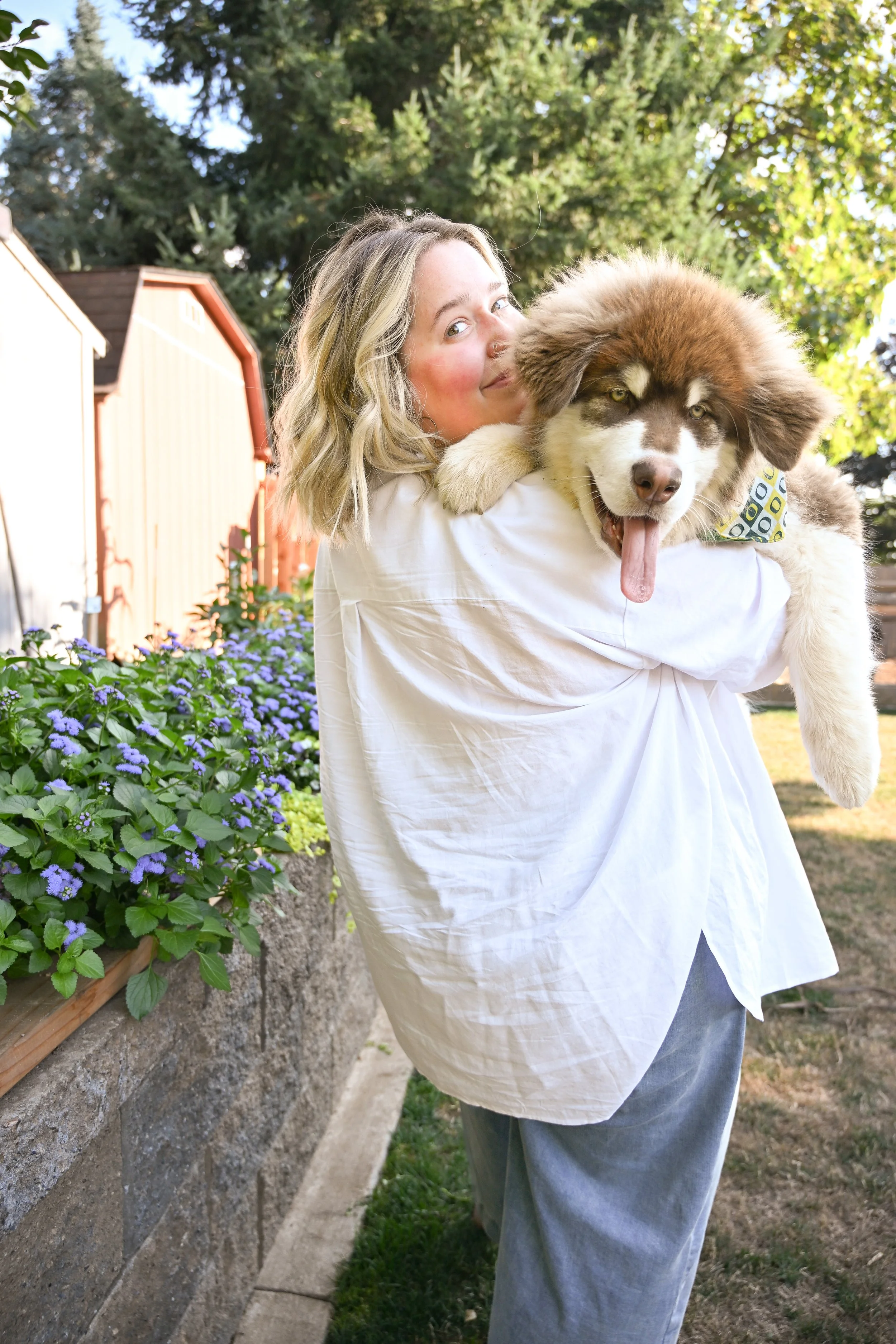 A woman with blonde hair holding a large, fluffy brown and white dog outside in a garden with purple flowers and green trees.