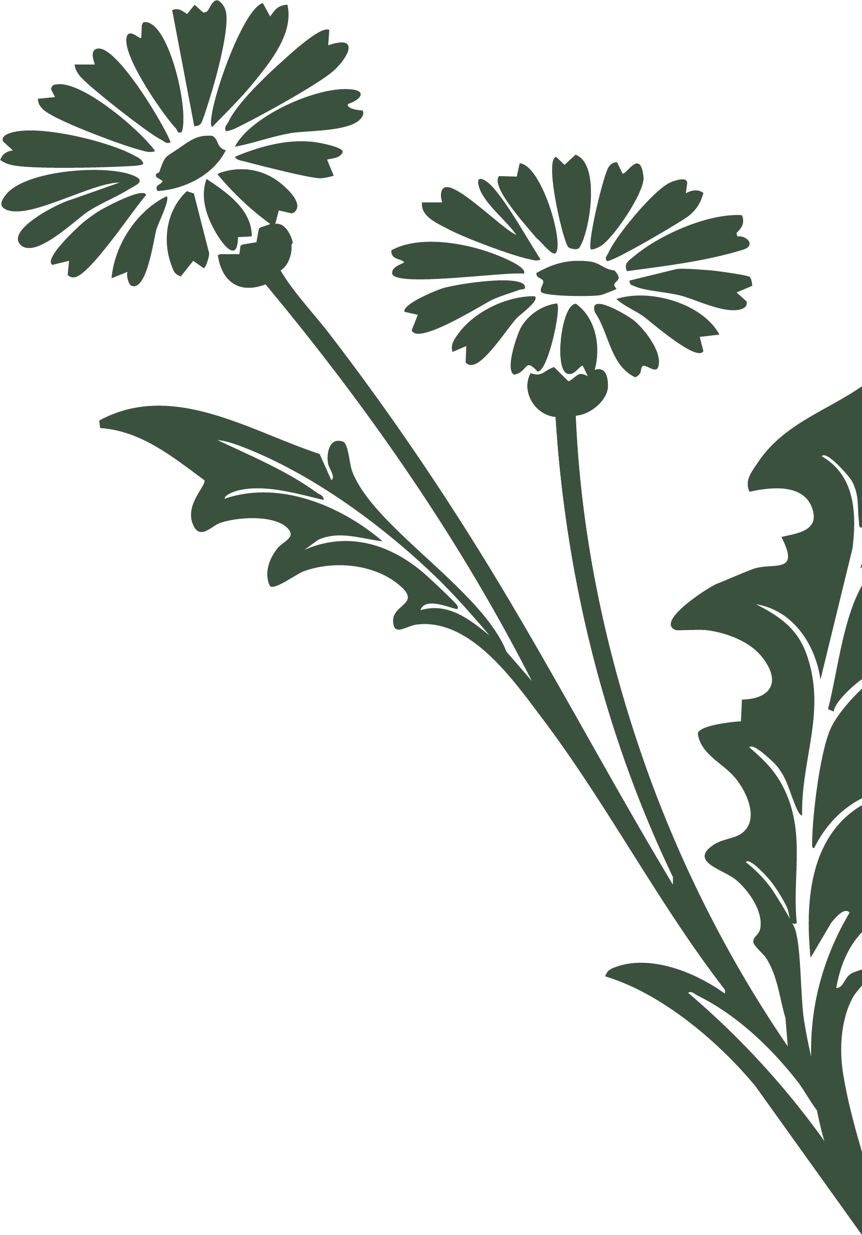 Two dark green botanical illustrations of flowers and leaves with detailed veining and curved edges on a transparent background.