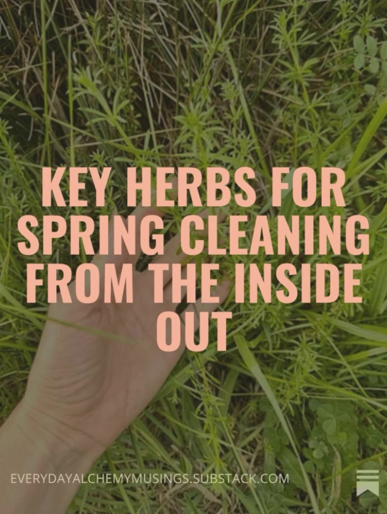 I hate the word &ldquo;detox.&rdquo; In this article, we explore 6 herbs and their primary actions that support a good spring cleaning&hellip; but not how you think. 

If you want to read the entire article, check out Herbal Musings on Substack 🫶🌱
