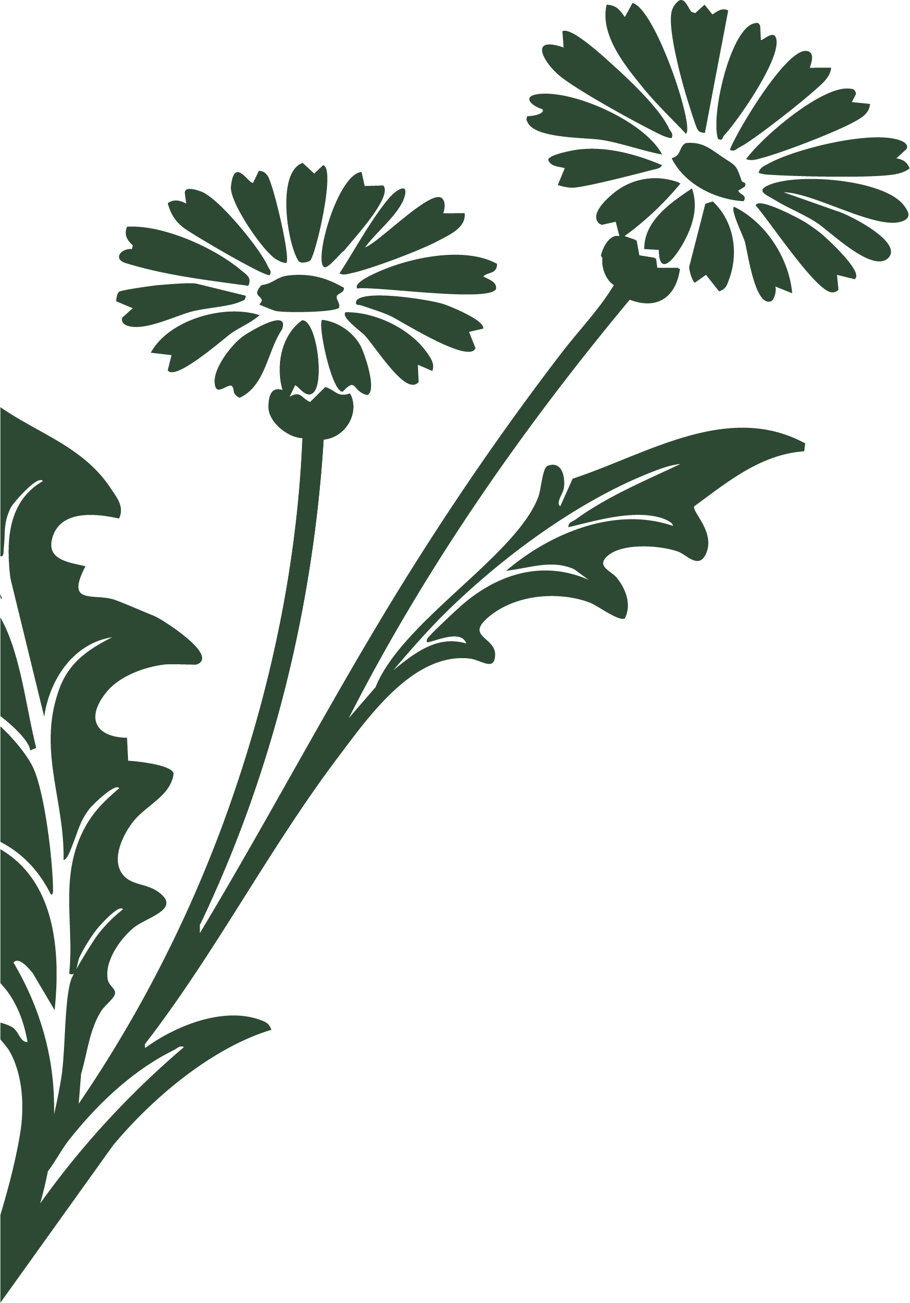 Digital illustration of dark green floral patterns with two large daisy-like flowers and leaves on a black background.