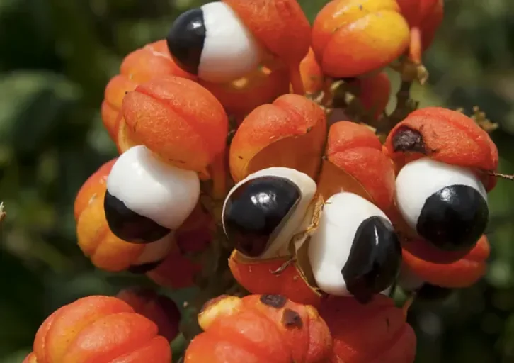 Close-up of a cluster of red and orange berries with black and white plastic eyes attached, resembling a group of bugs or monsters.