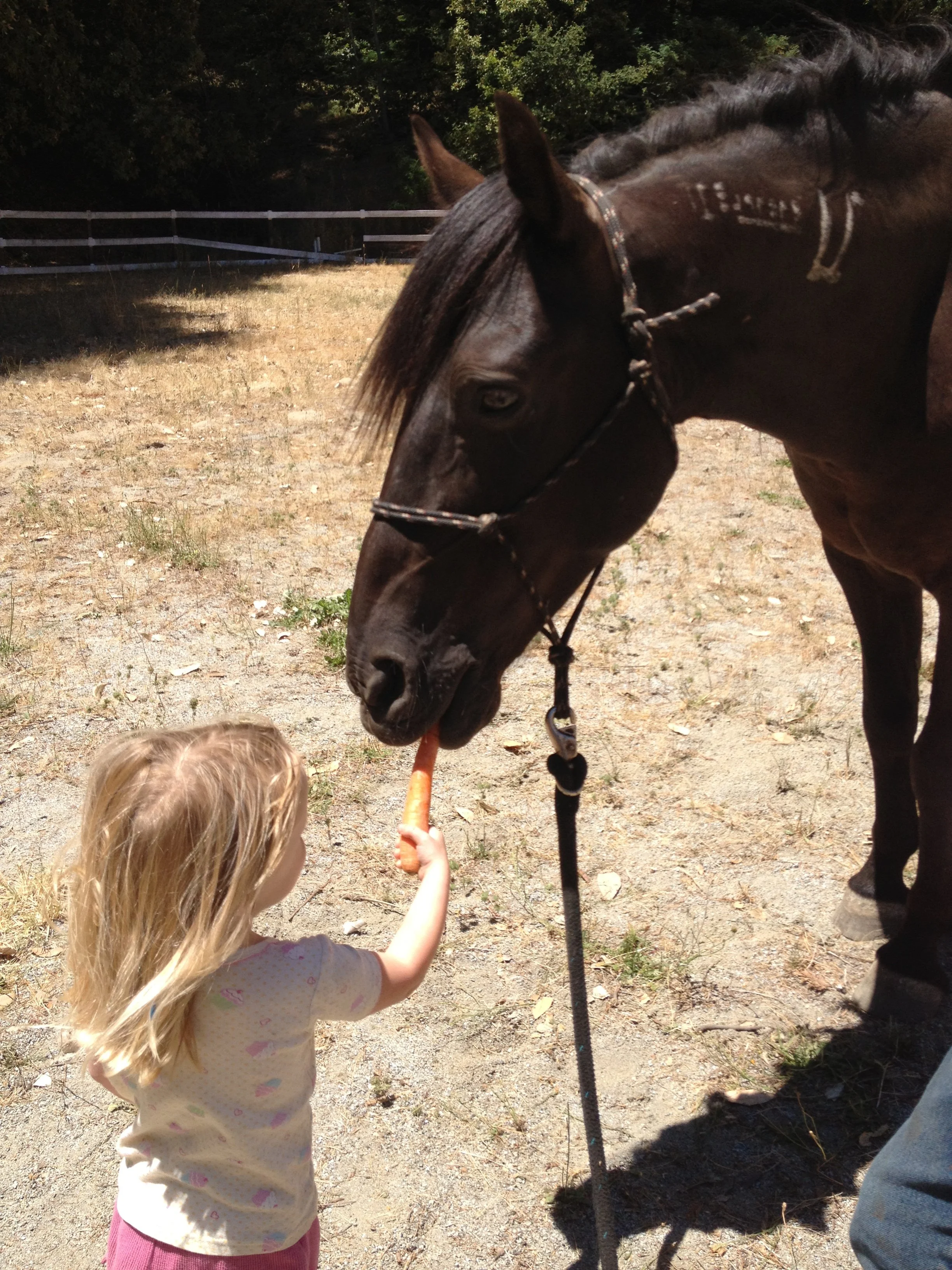 Maverick gets his carrot from 2 yo Jaja as part of our porgram