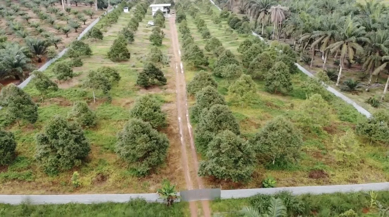 Aerial view of a plantation with rows of trees separated by dirt paths, bordered by a metal fence and dense tropical vegetation.