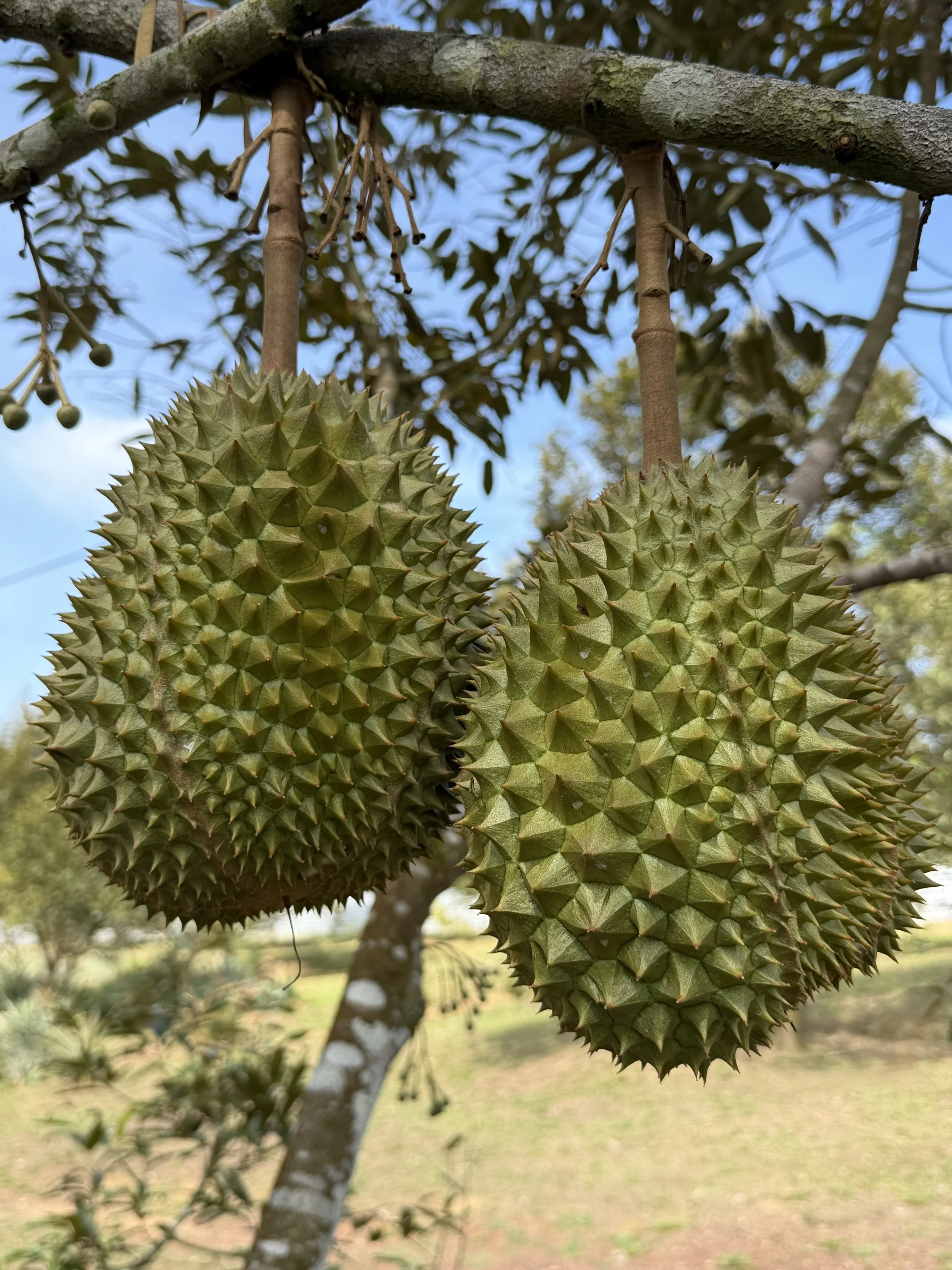 Two durian fruits hanging from a tree branch with spiky green skin and a background of blue sky and greenery.