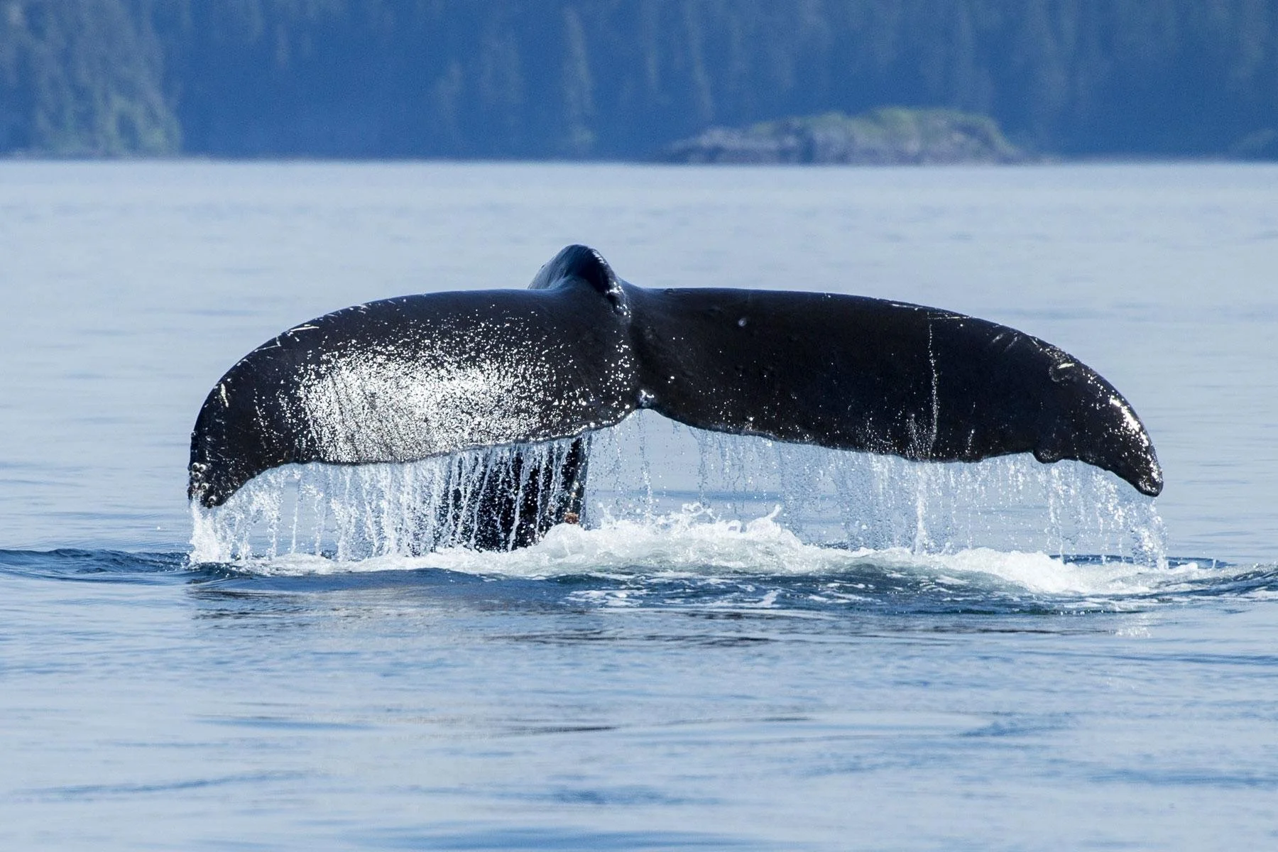 gray-whale-breaching-through-alaska-inside-passage.jpg