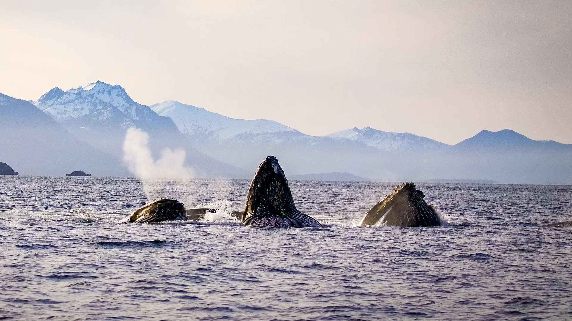 Alaska Whales.webp