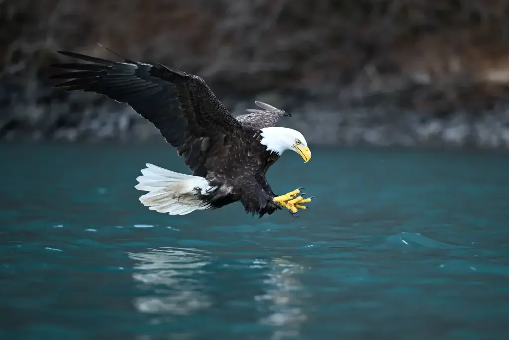 Eagle 2.webp