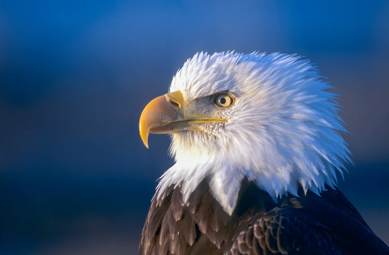 Eagle 4.webp