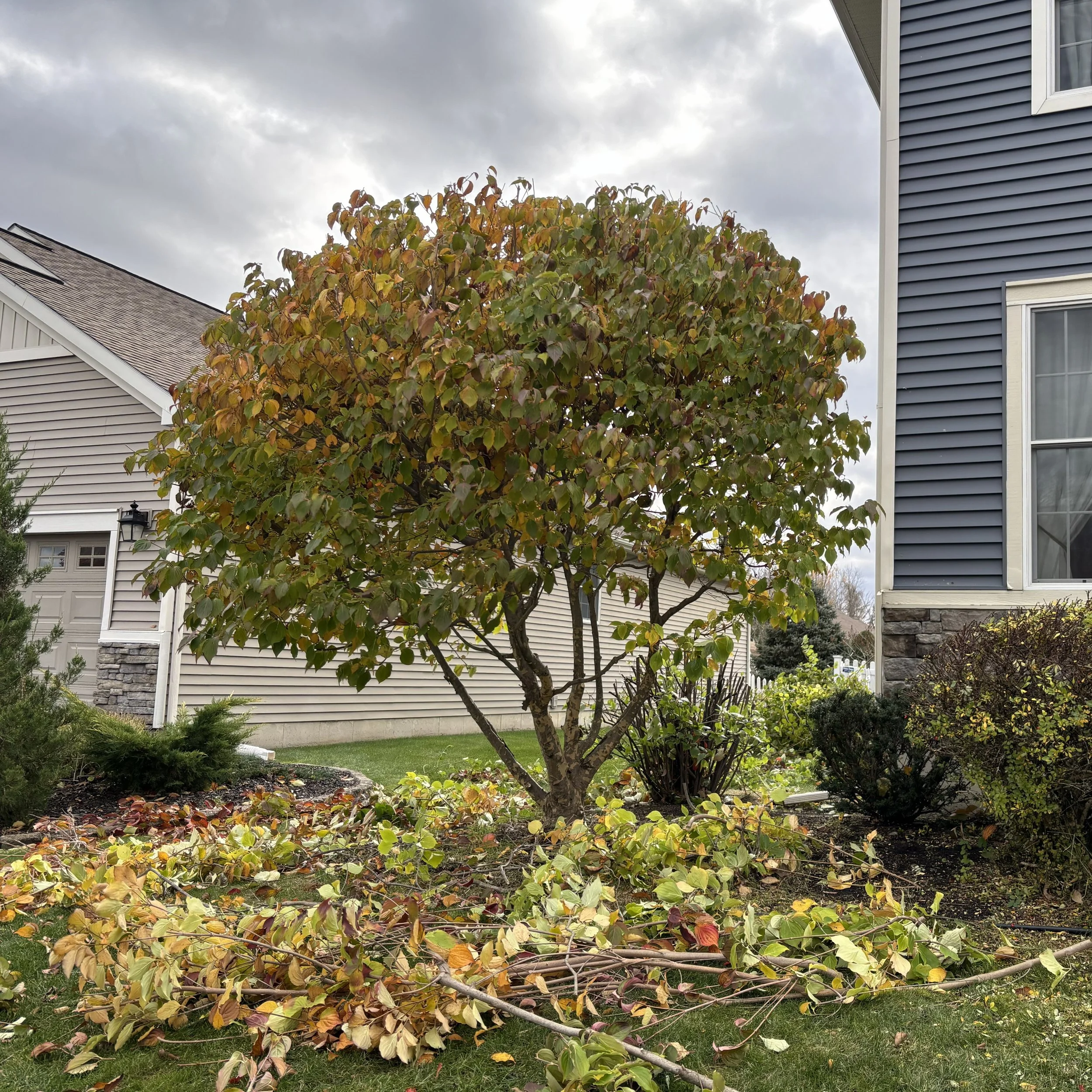 Professional Pruning