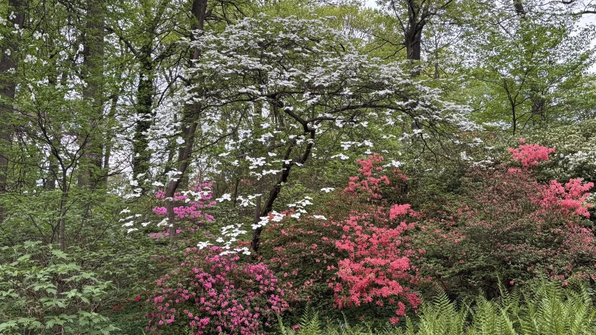 Representing Appalachian Spring…