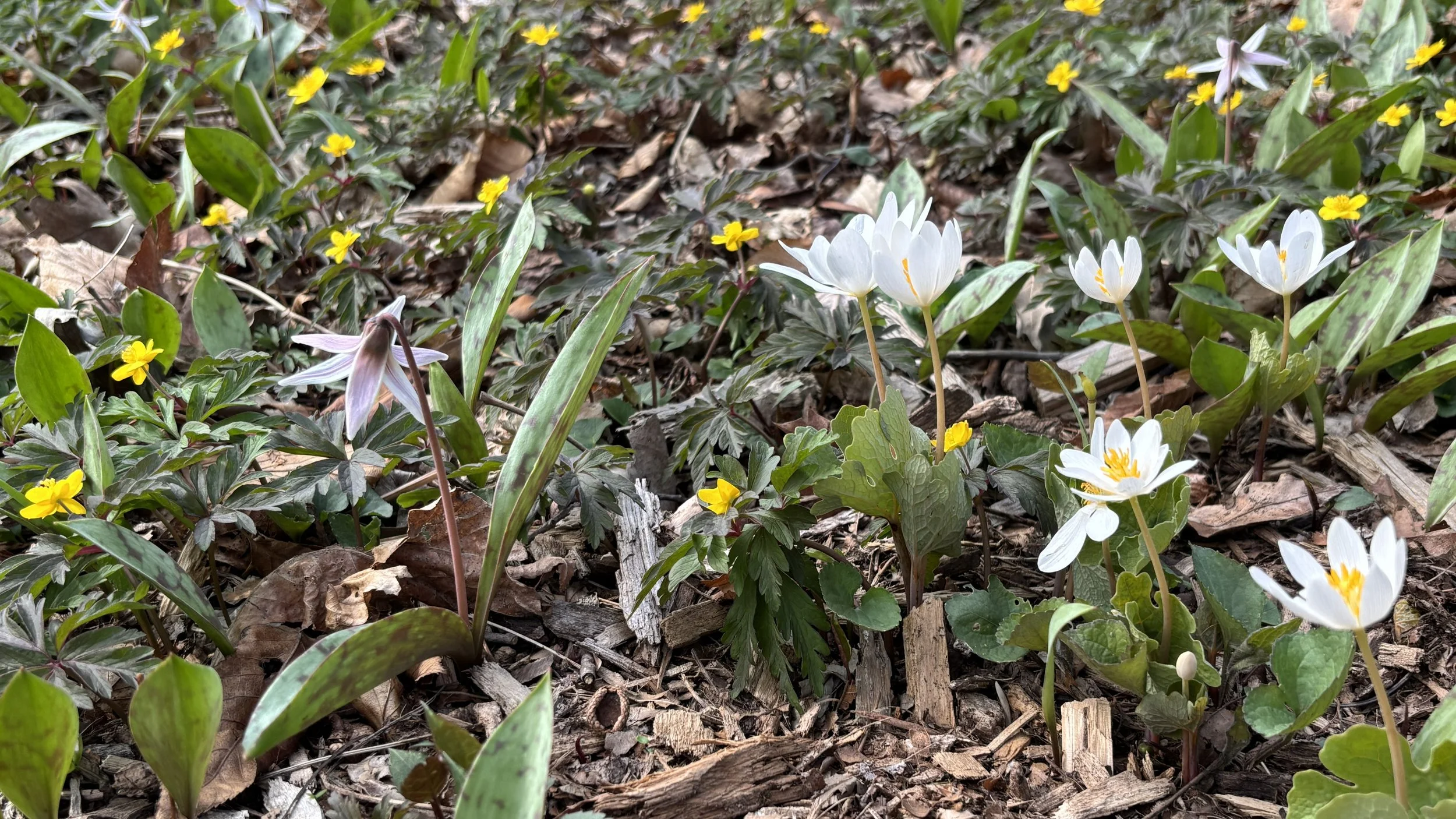 Spring Ephemerals