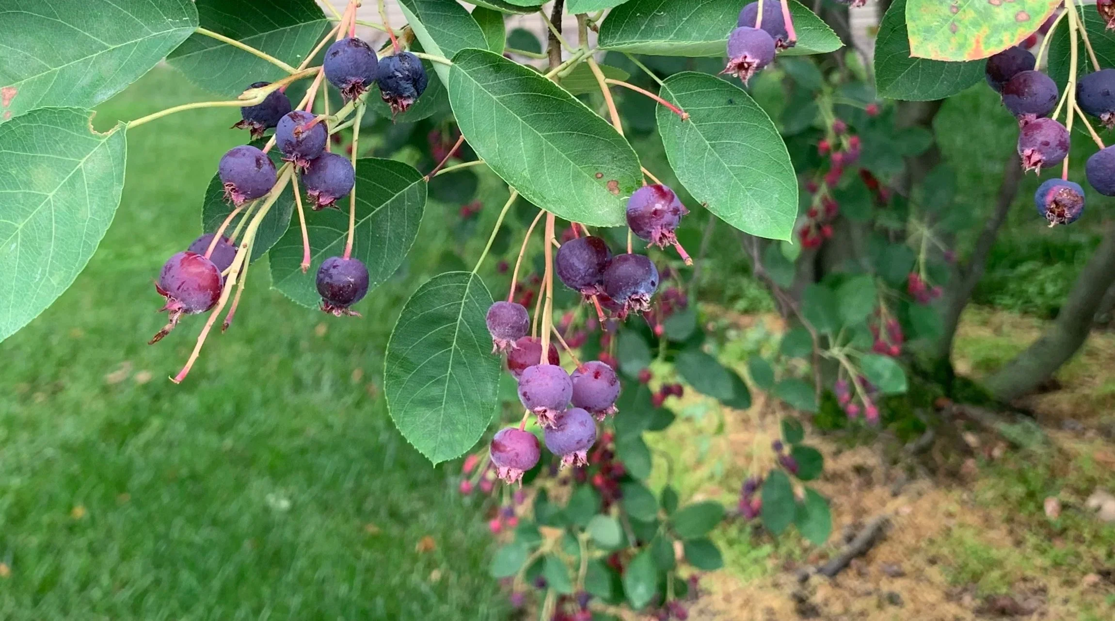 In June, We Have Juneberries.