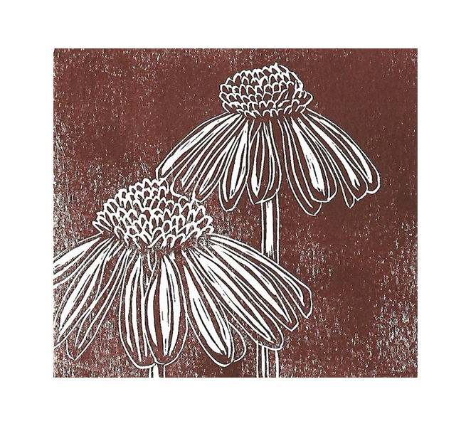 5x7 Echinacea Card