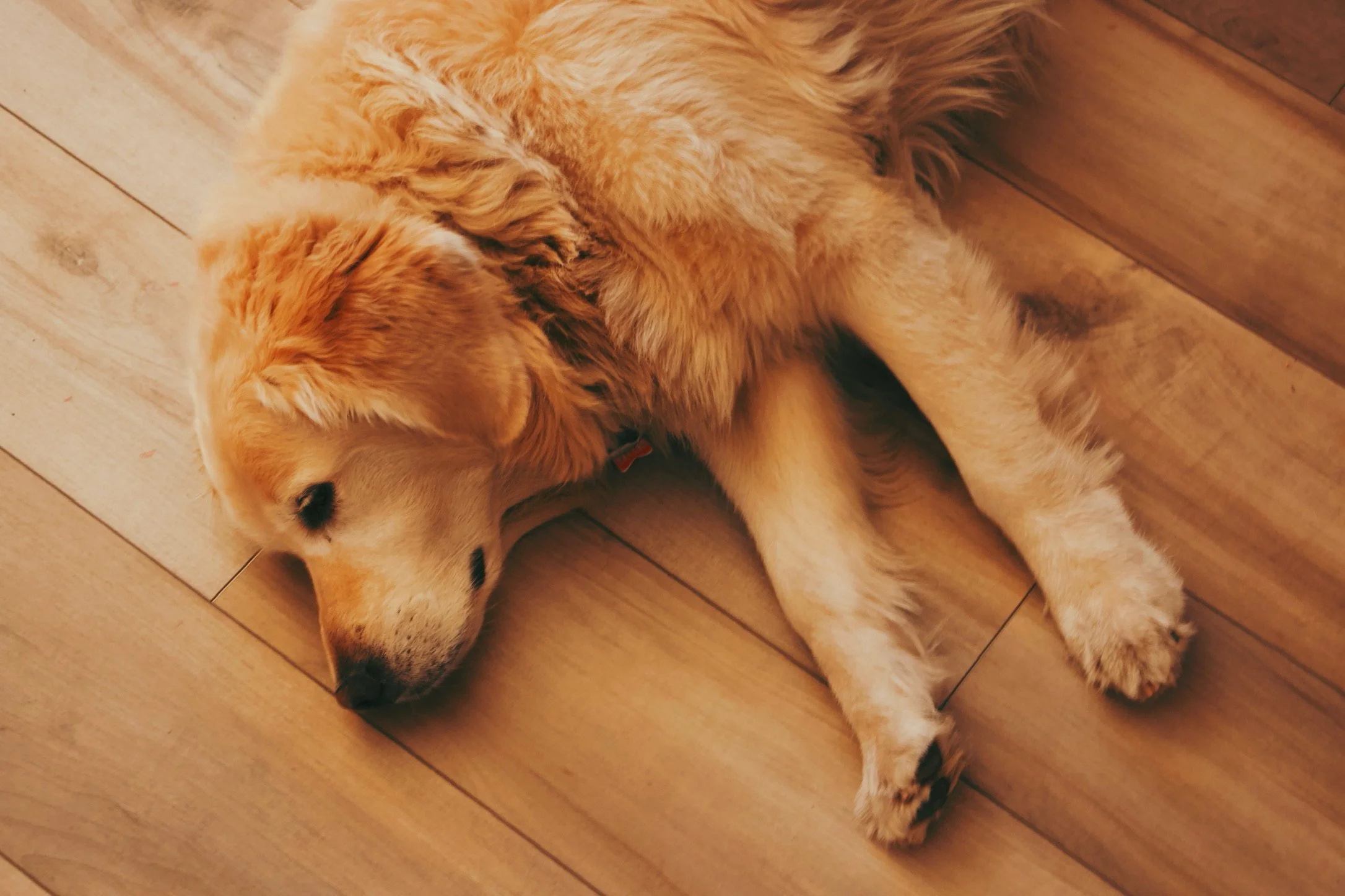 A golden retriever puppy sleeping on a wooden floor.