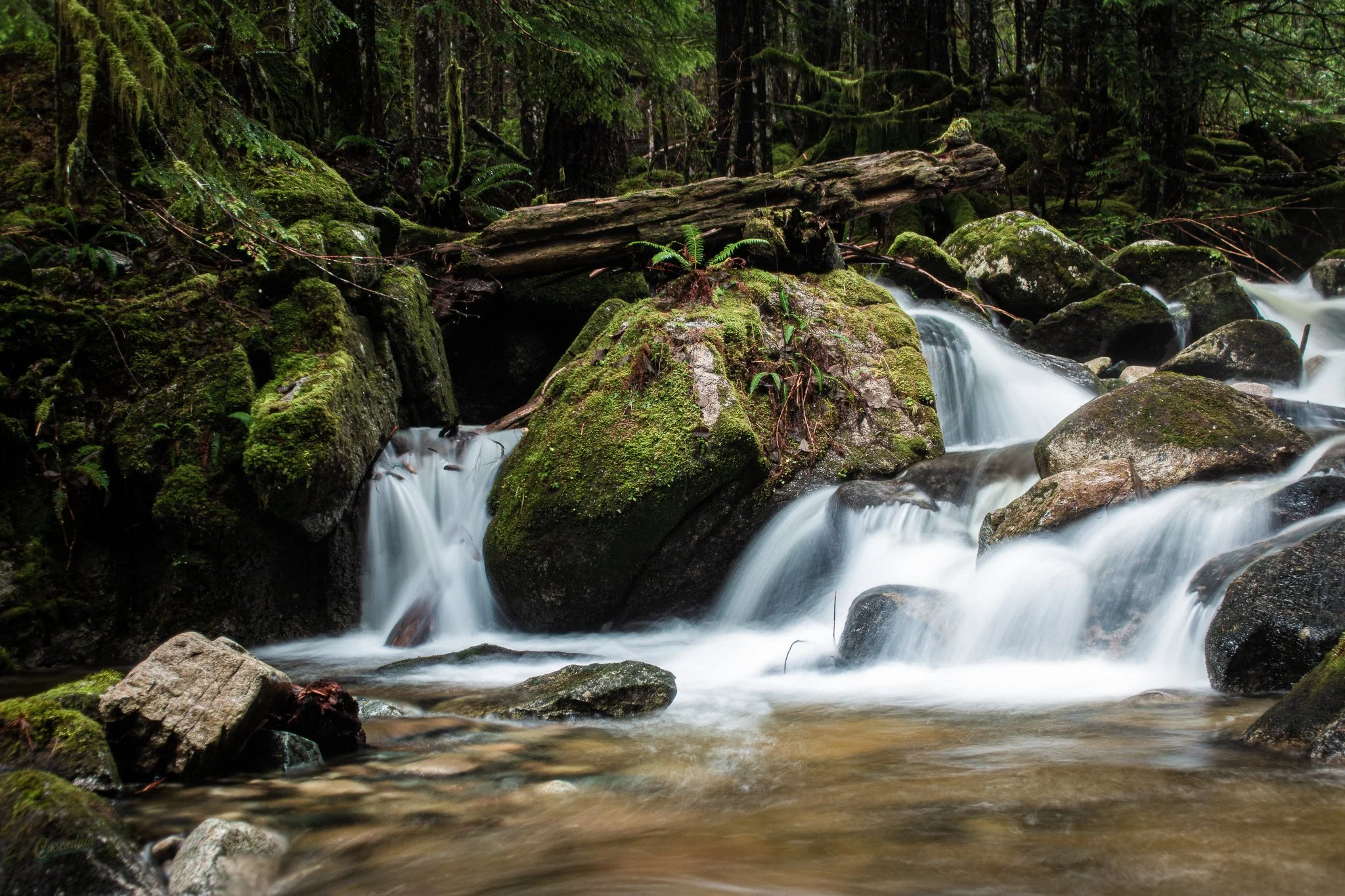 A steady path in the Washington outdoors