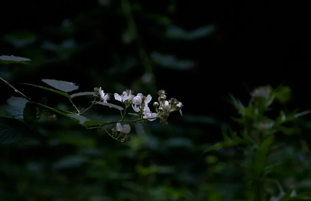 6-DSC08893.webp