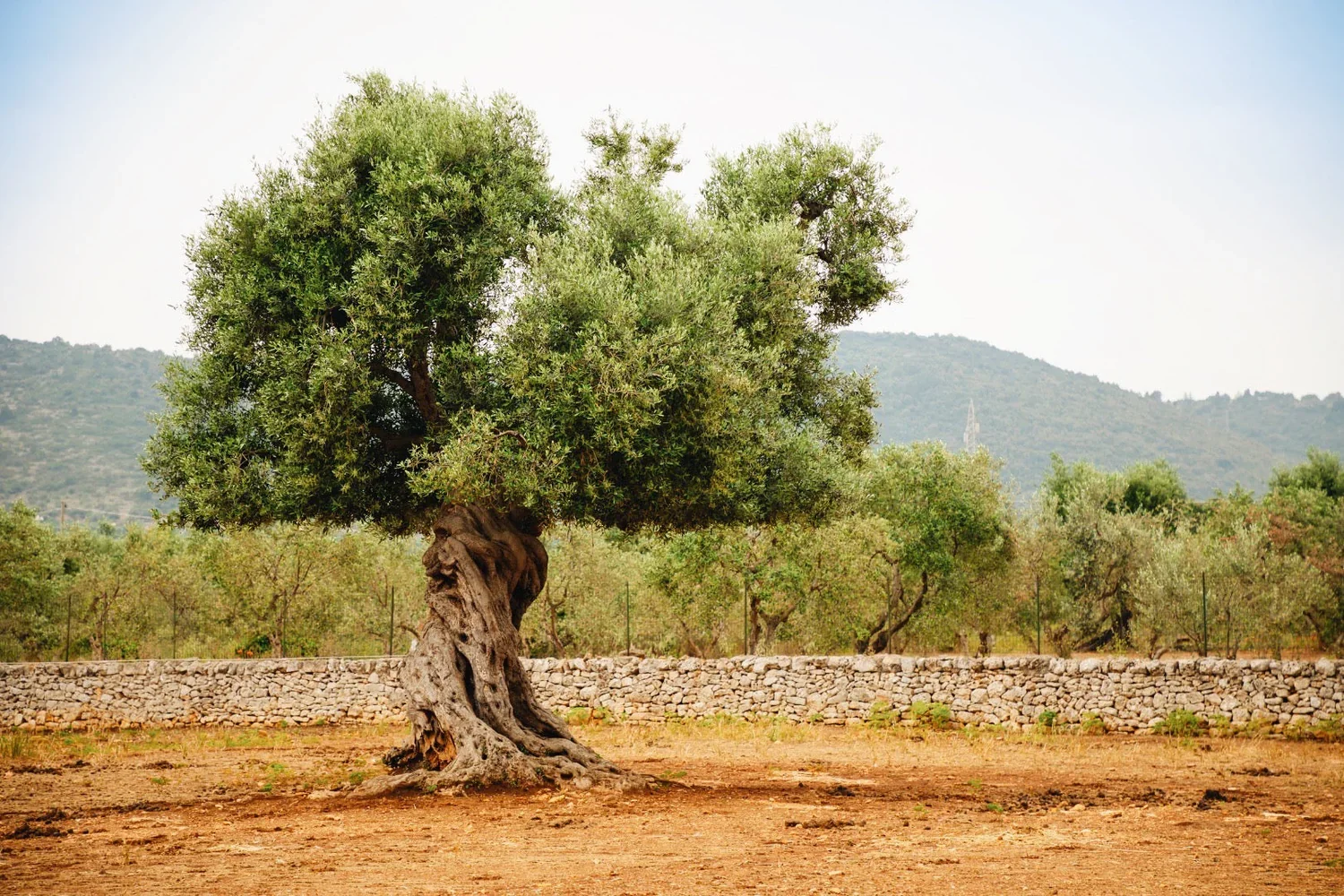 An old Olive tree with a thick, twisted trunk and lush green foliage stands in a dry, open field with a stone wall and distant hills in the background.