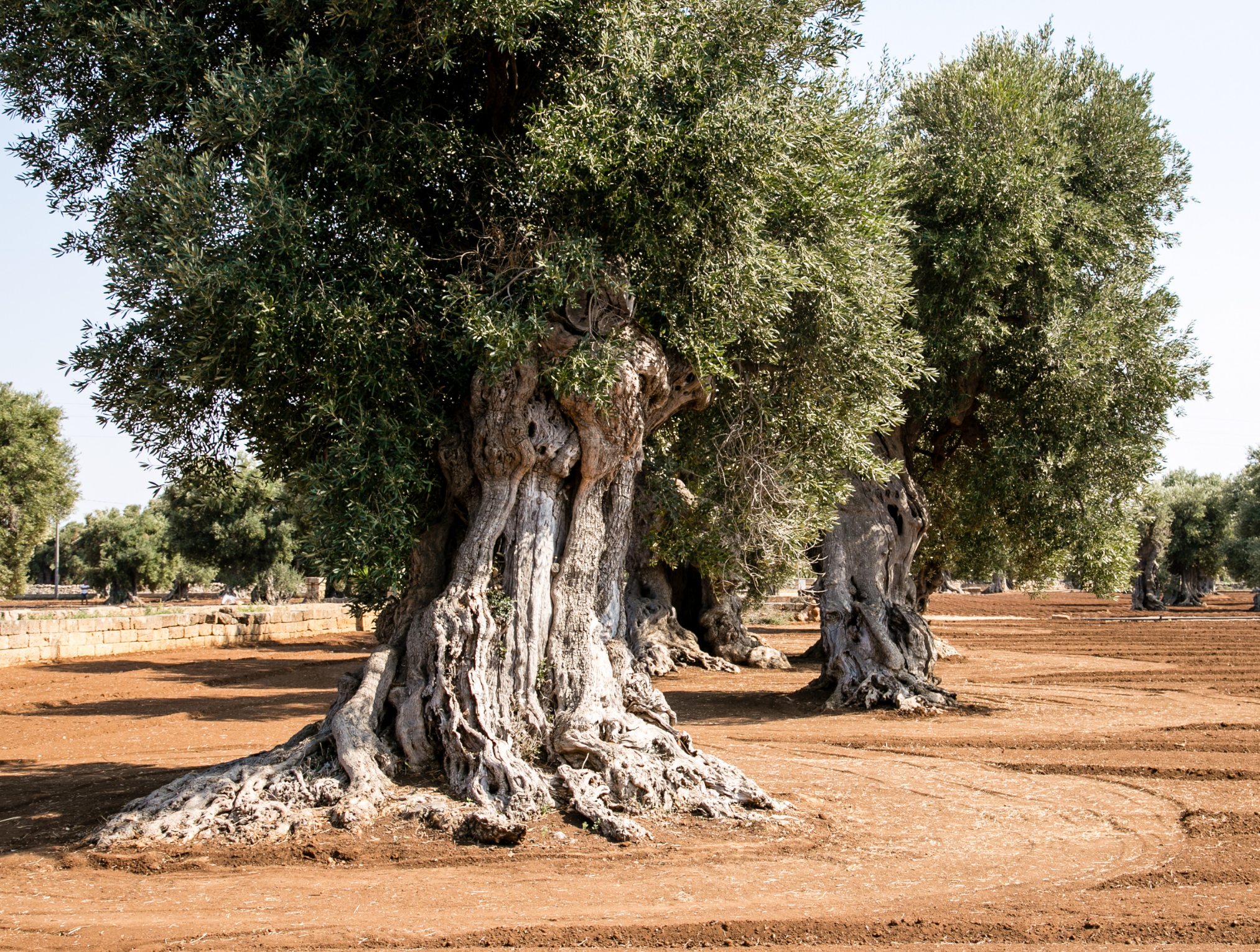 Old olive trees in a sunlit orchard with bare soil and a low stone wall in the background.
