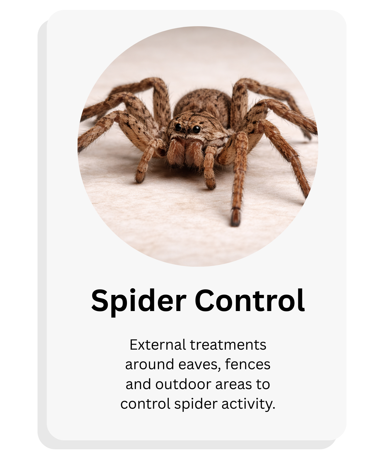 Close-up of a spider with brown hairy legs and body, on a light surface, showing its eyes and face. Text overlay: 'Spider Control. External treatments around eaves, fences and outdoor areas to control spider activity.'